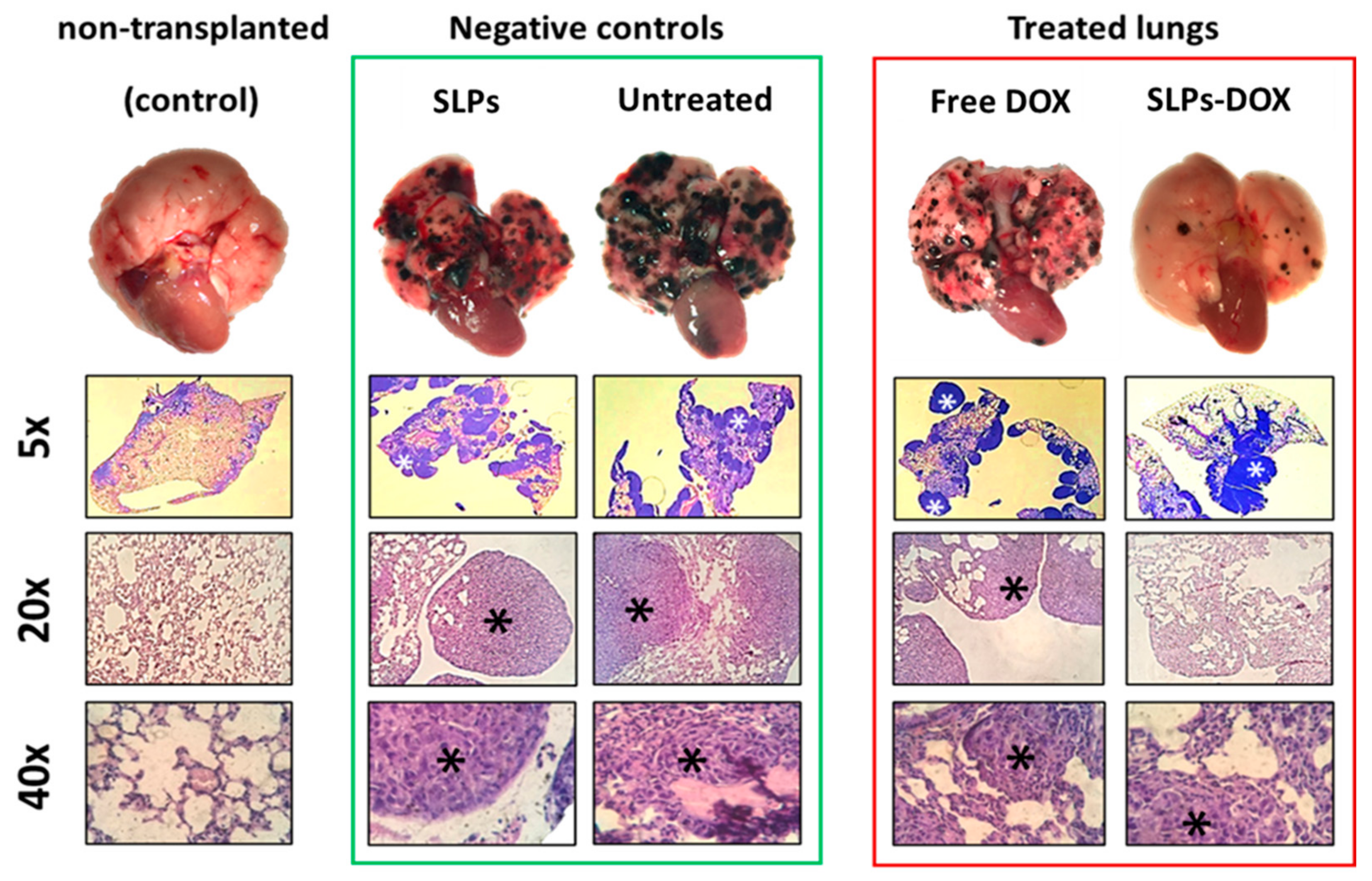 Pharmaceutics 13 00093 g004