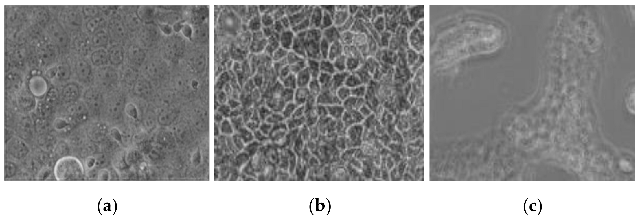 Pharmaceutics 13 00094 g006 Pharmaceutics 13 00094 g006