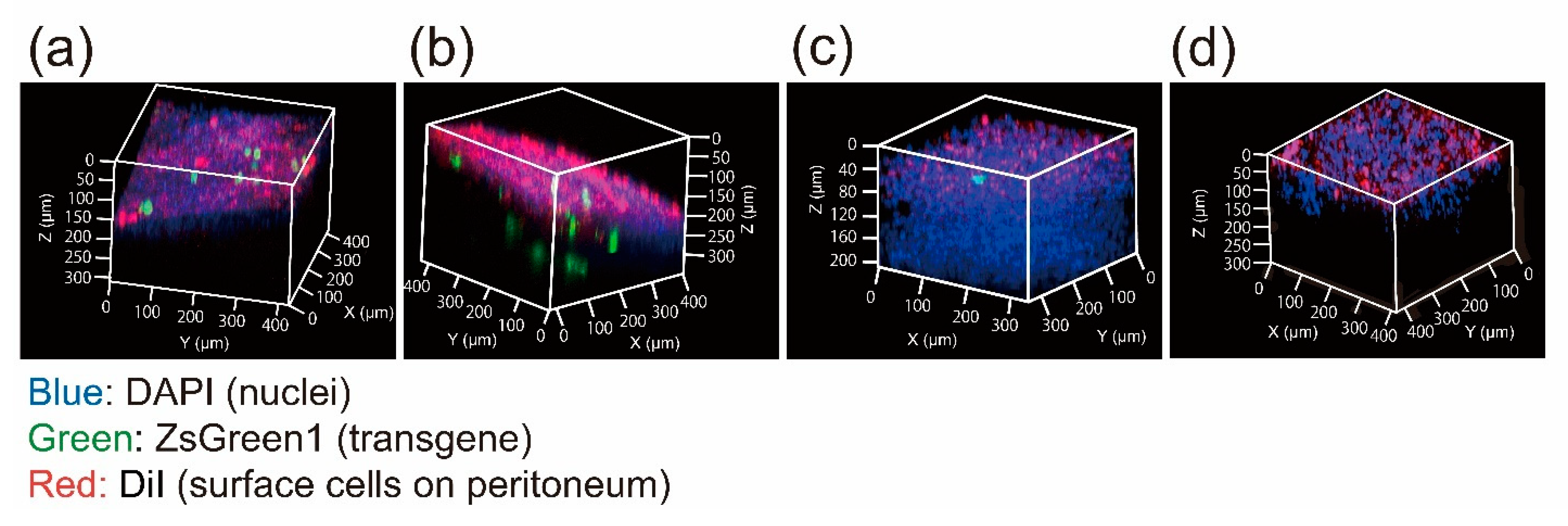 Pharmaceutics 13 00115 g005 Pharmaceutics 13 00115 g005