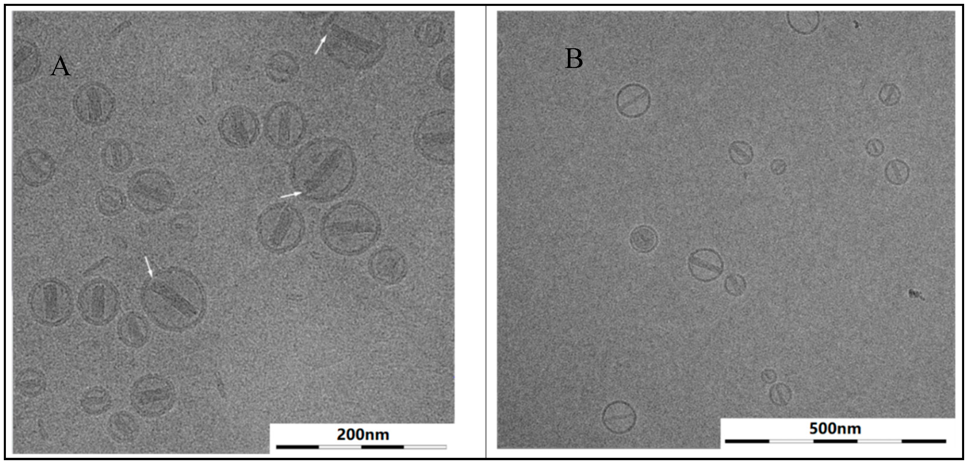 Pharmaceutics 13 00123 g006