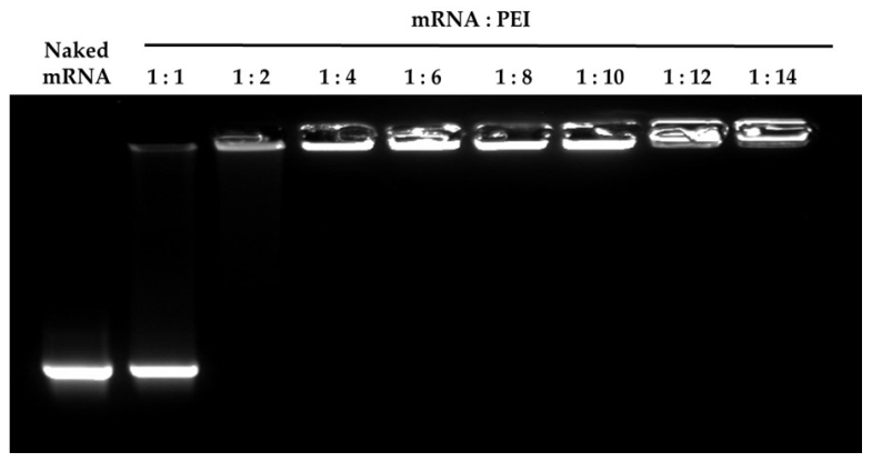 Pharmaceutics 13 00126 g001