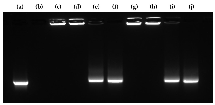 Pharmaceutics 13 00126 g007