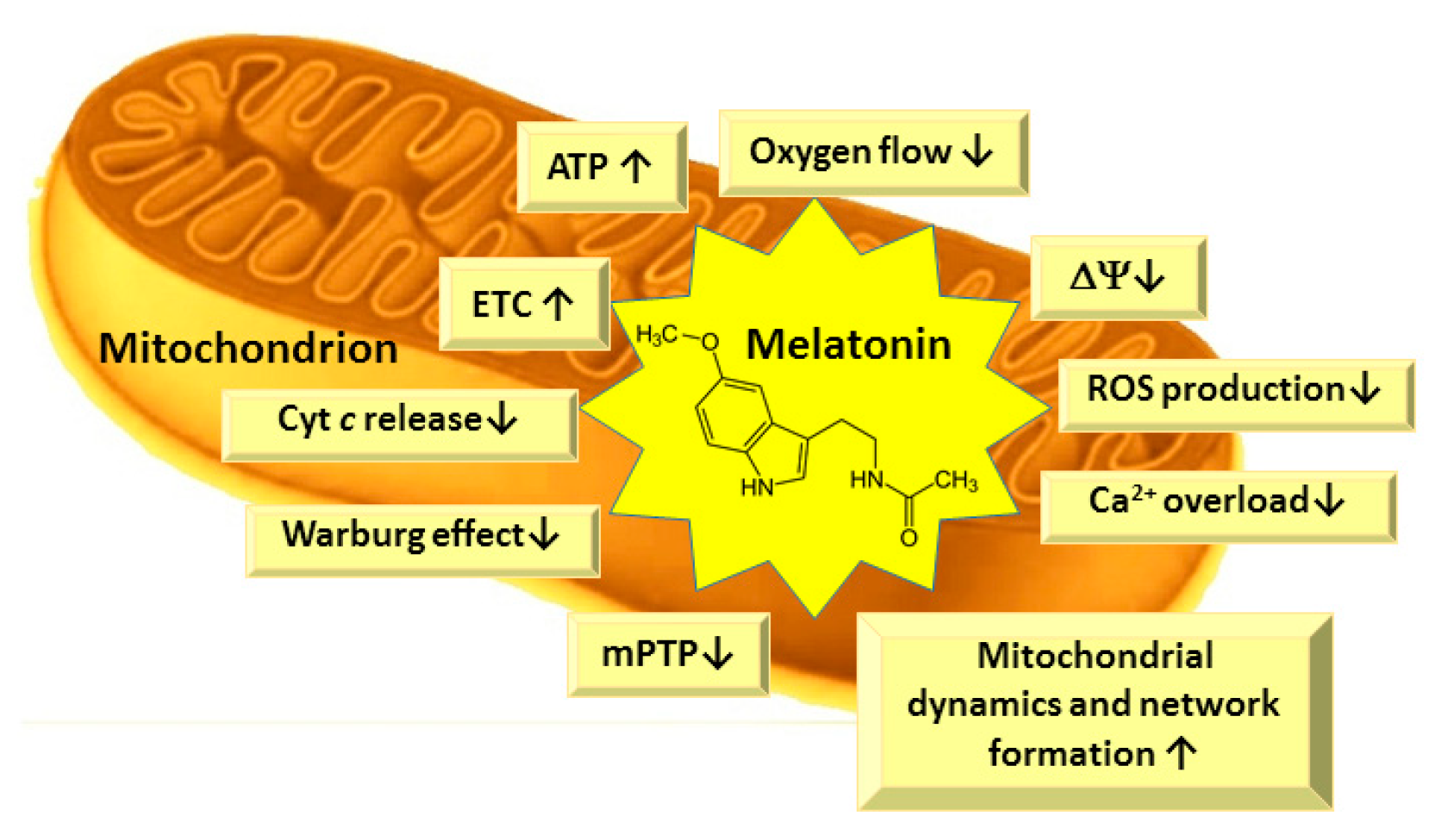 Pharmaceutics 13 00129 g004