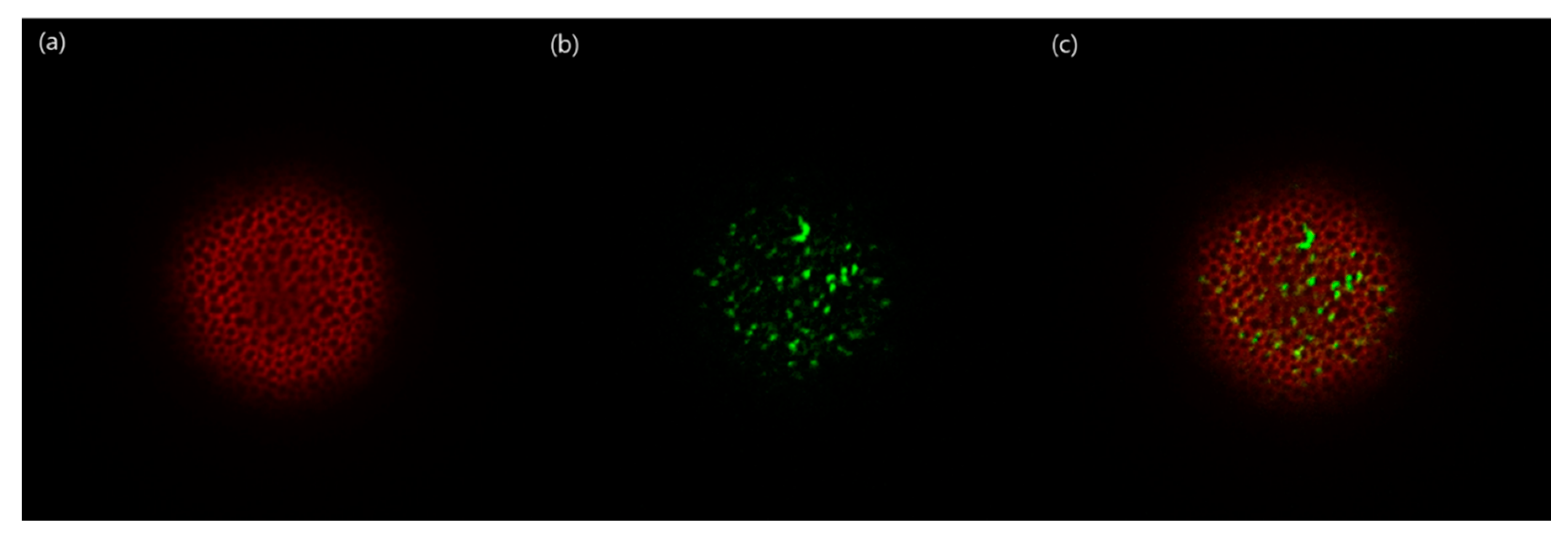 Pharmaceutics 13 00137 g013