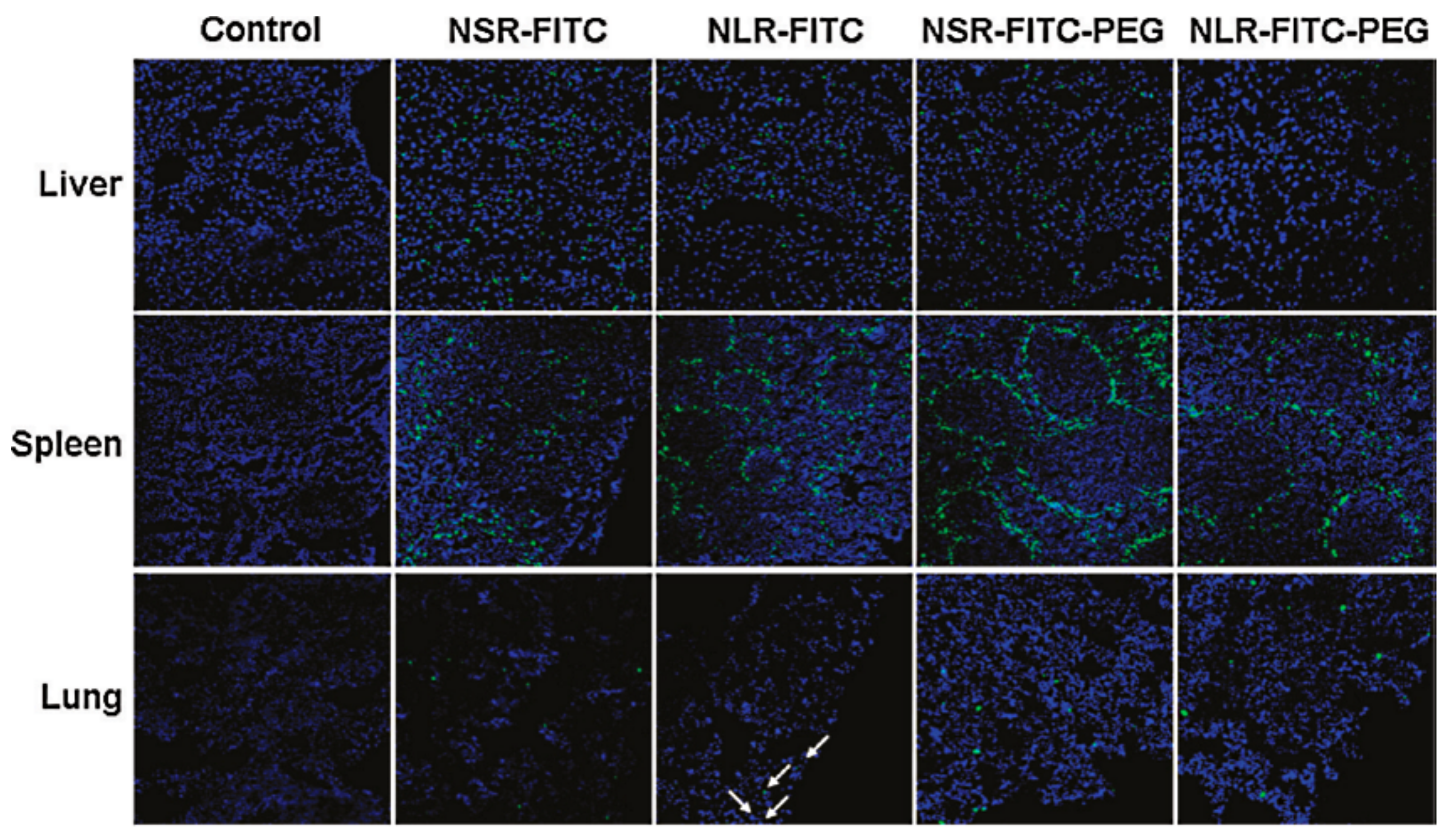 Pharmaceutics 13 00143 g011