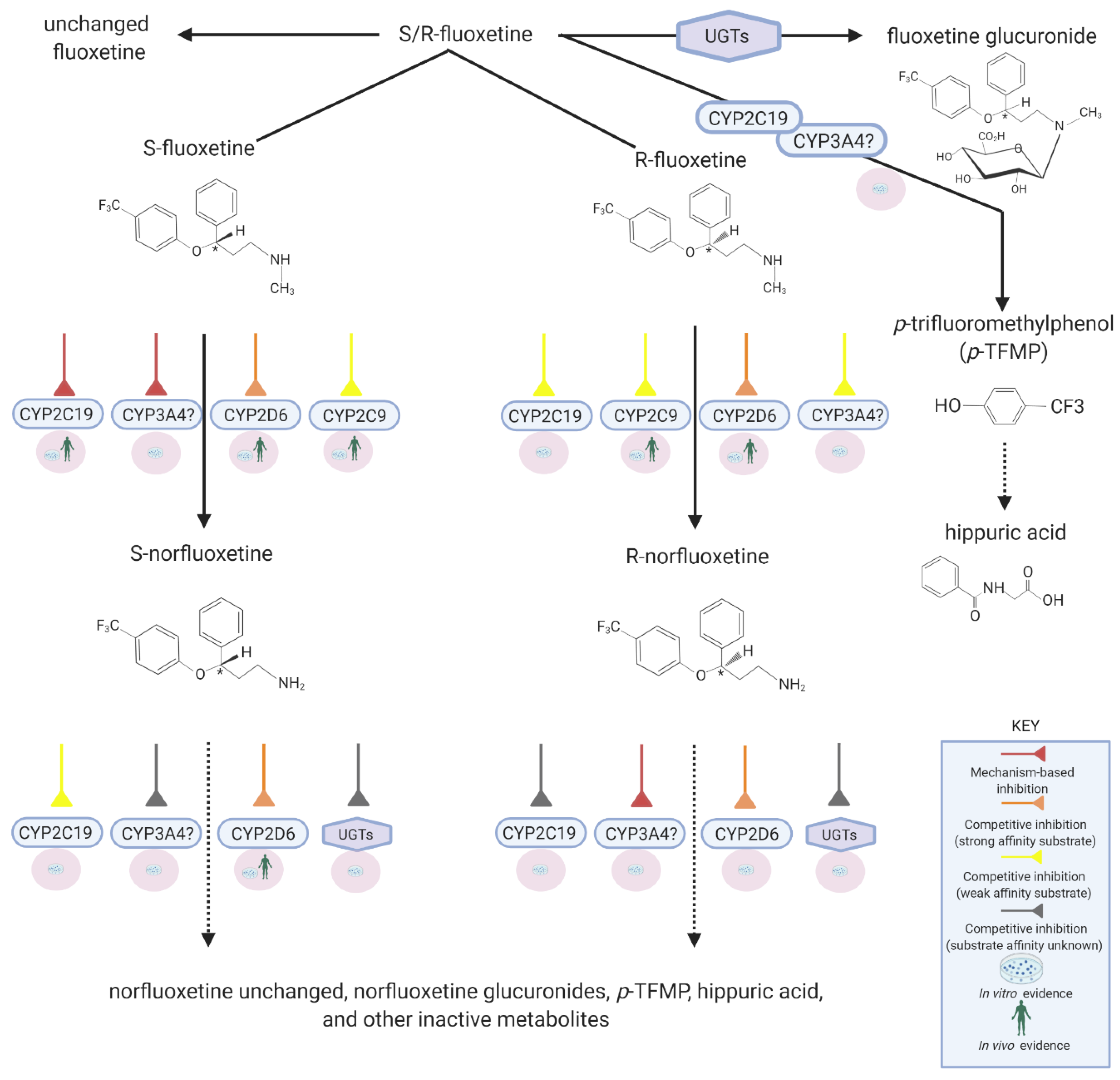 Pharmaceutics 13 00148 g001