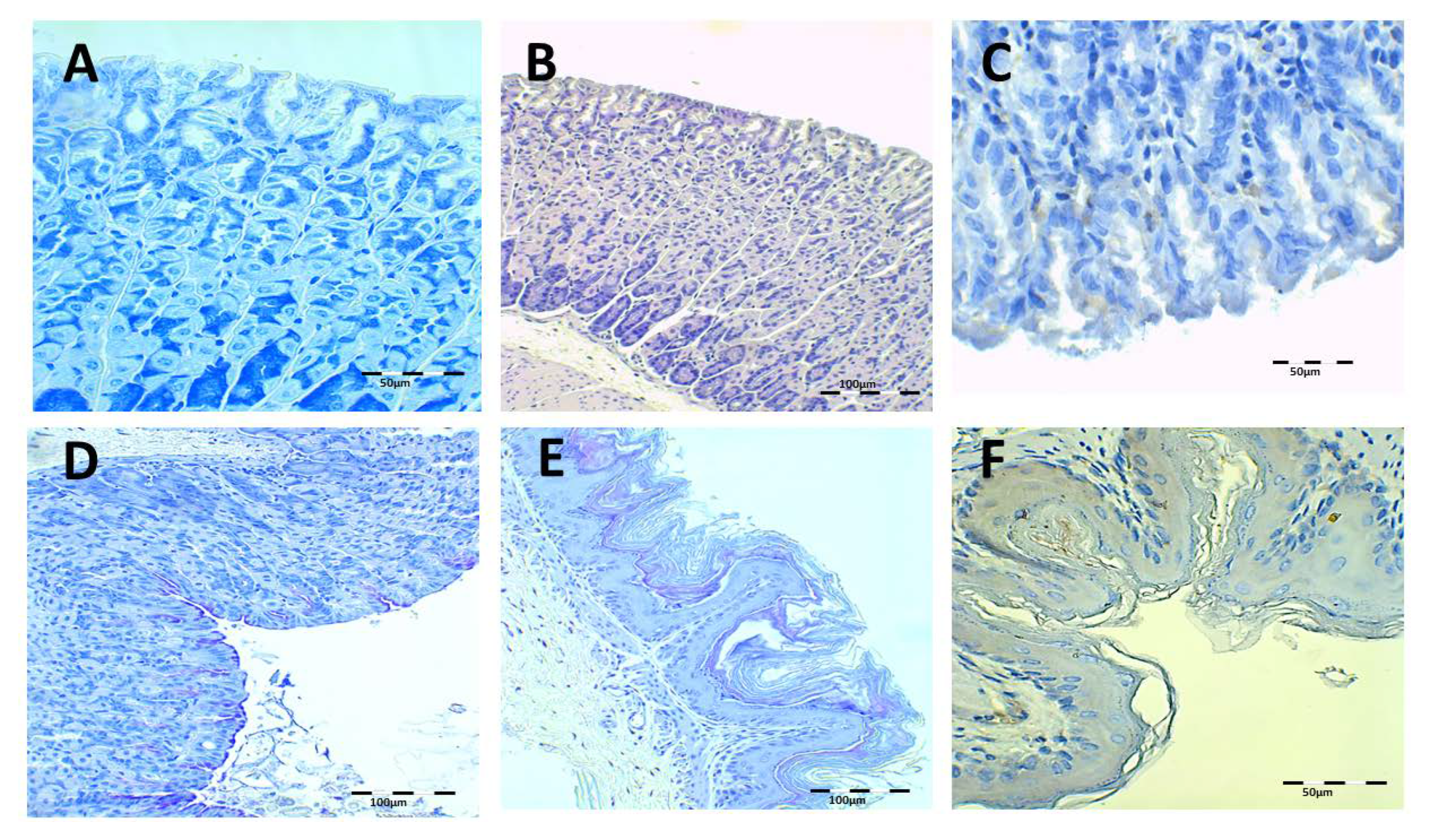 Pharmaceutics 13 00153 g008