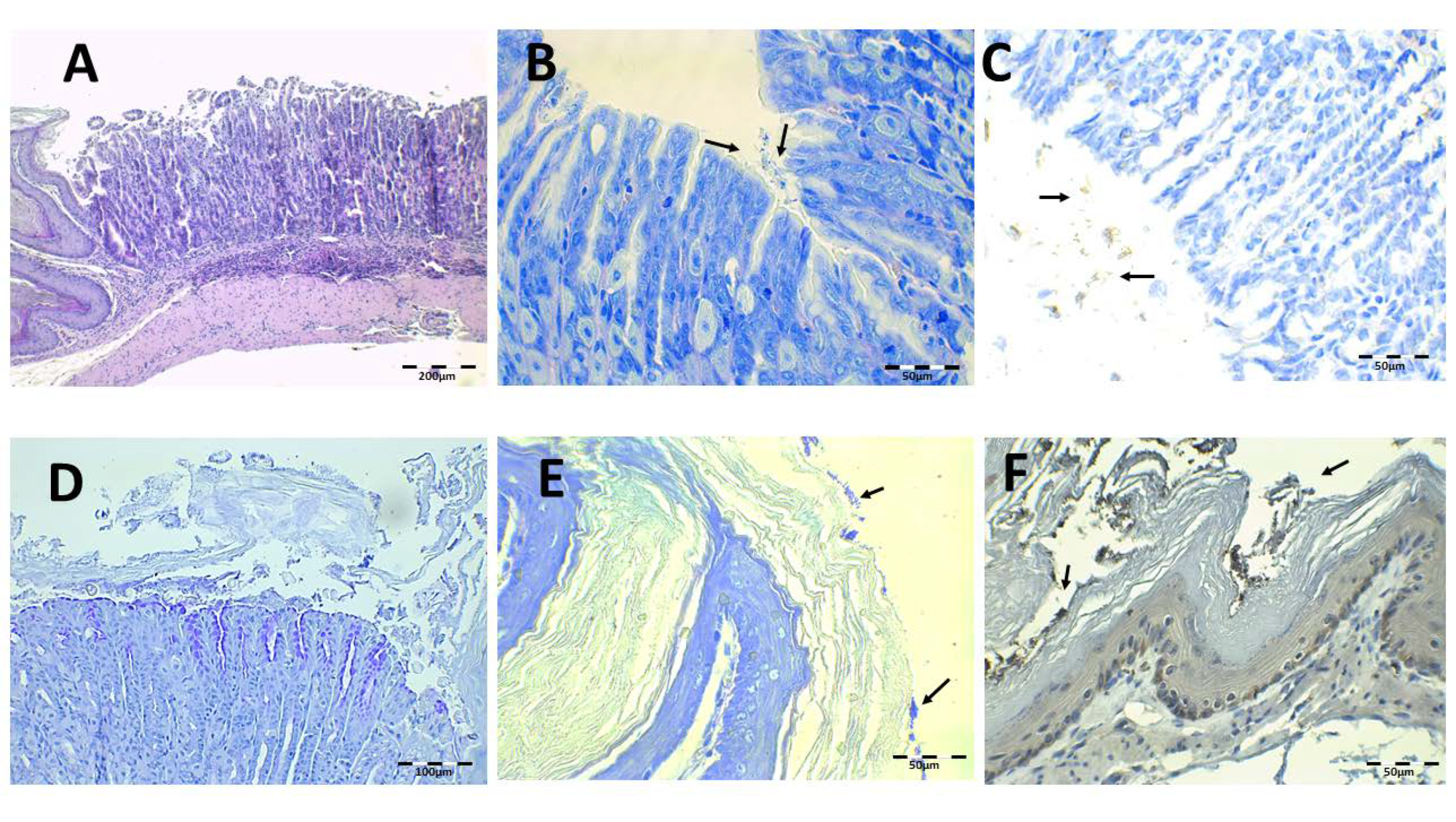 Pharmaceutics 13 00153 g010