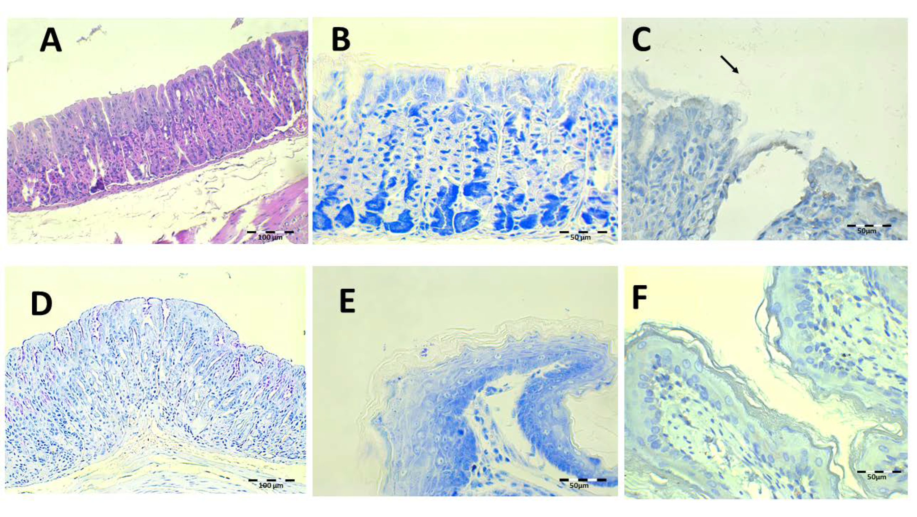 Pharmaceutics 13 00153 g011