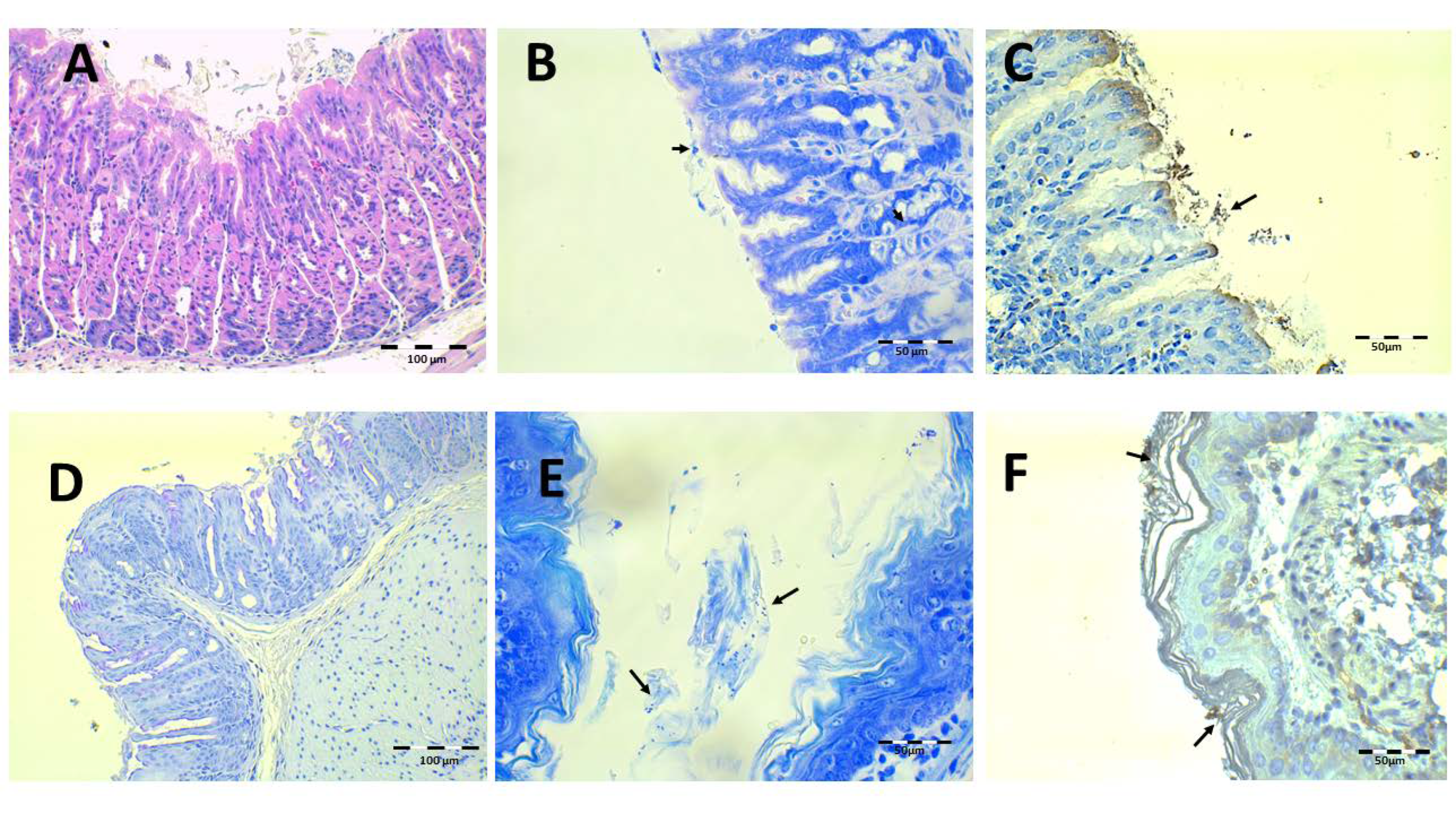 Pharmaceutics 13 00153 g012