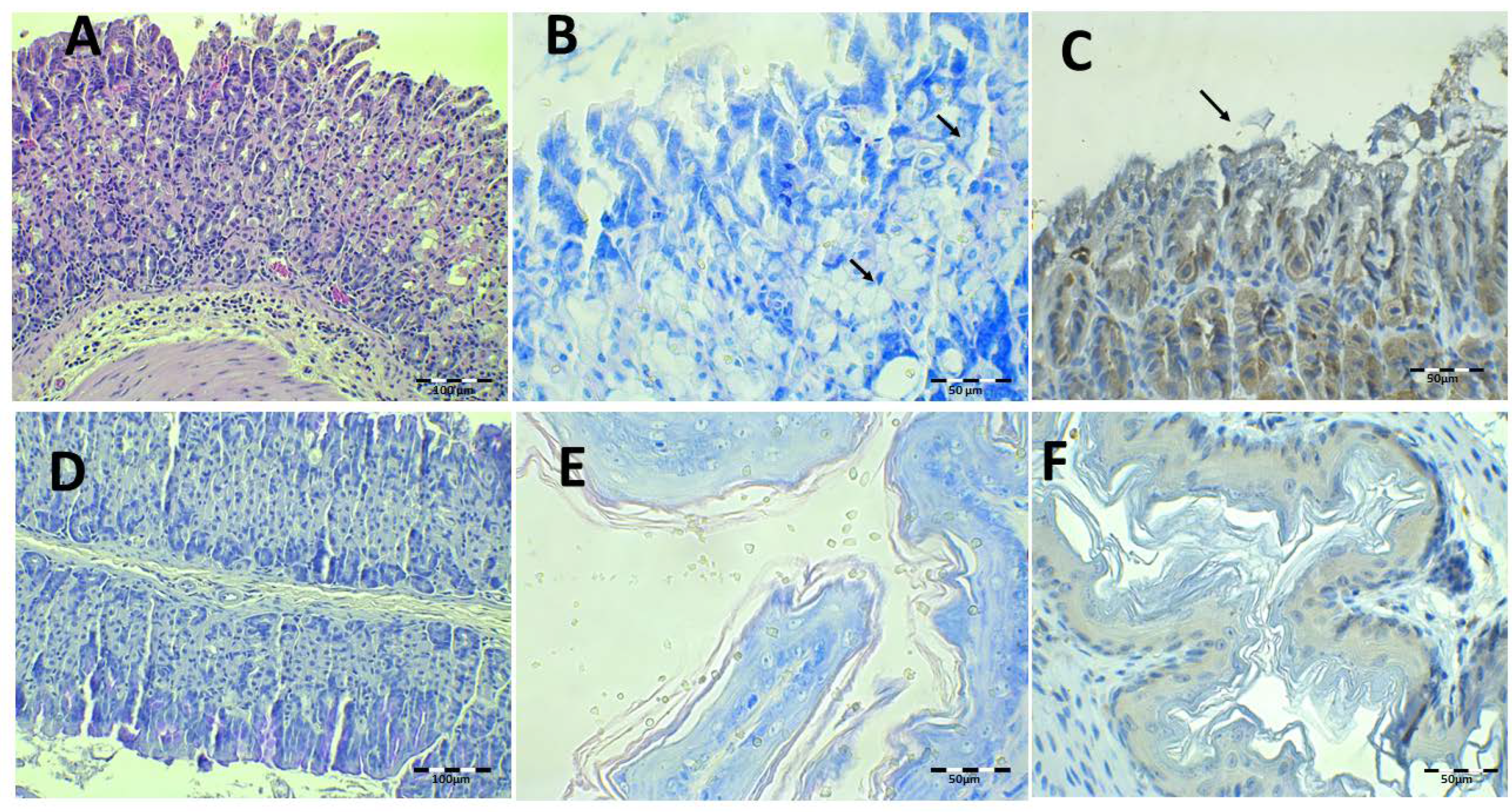 Pharmaceutics 13 00153 g013