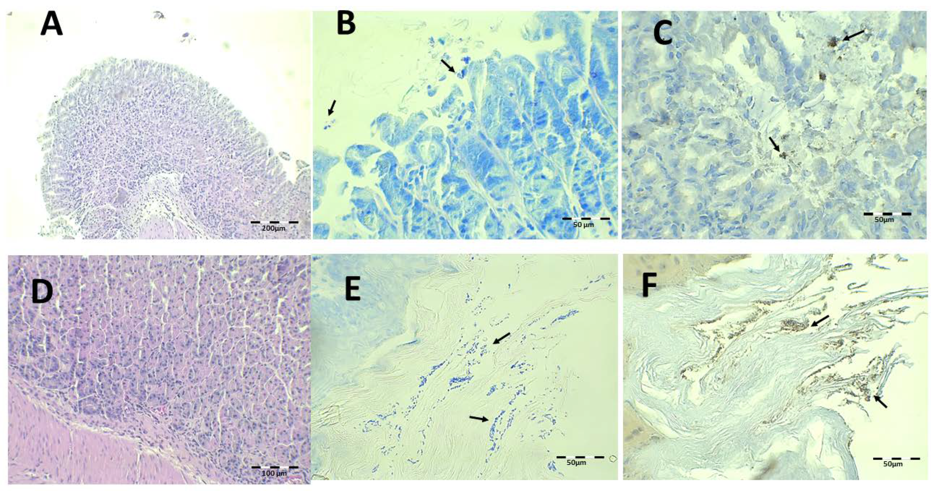 Pharmaceutics 13 00153 g014