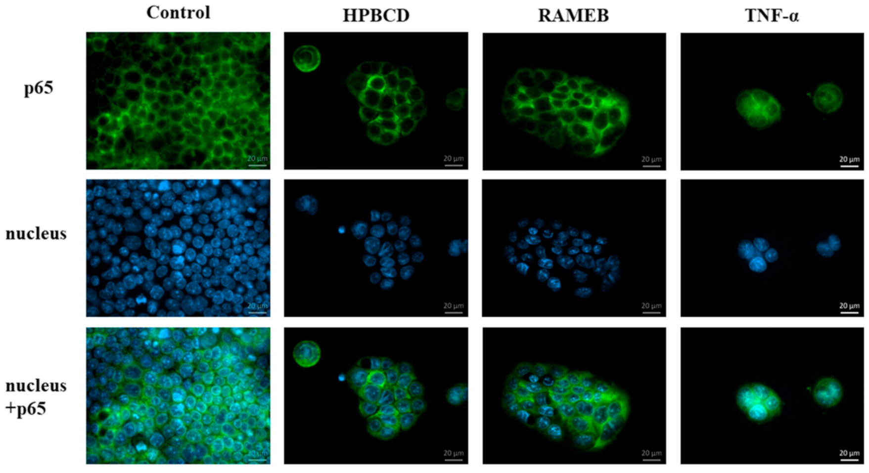 Pharmaceutics 13 00157 g005