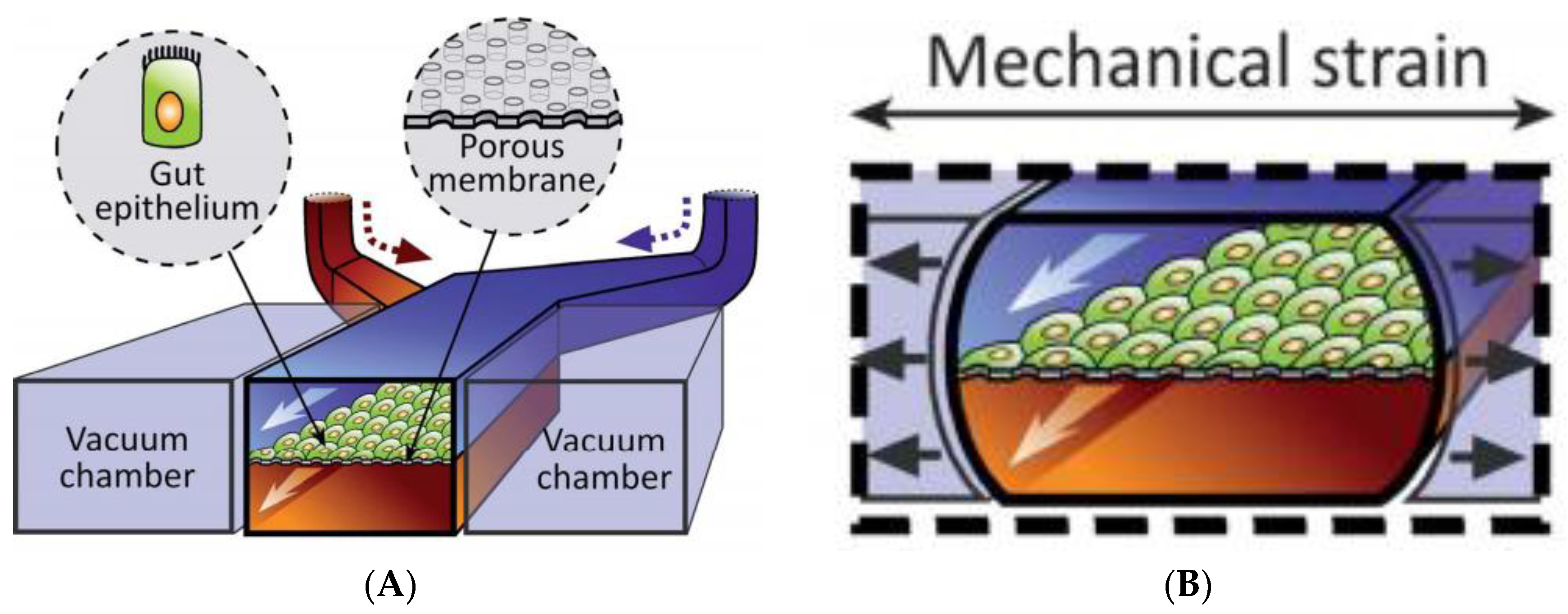 Pharmaceutics 13 00161 g005