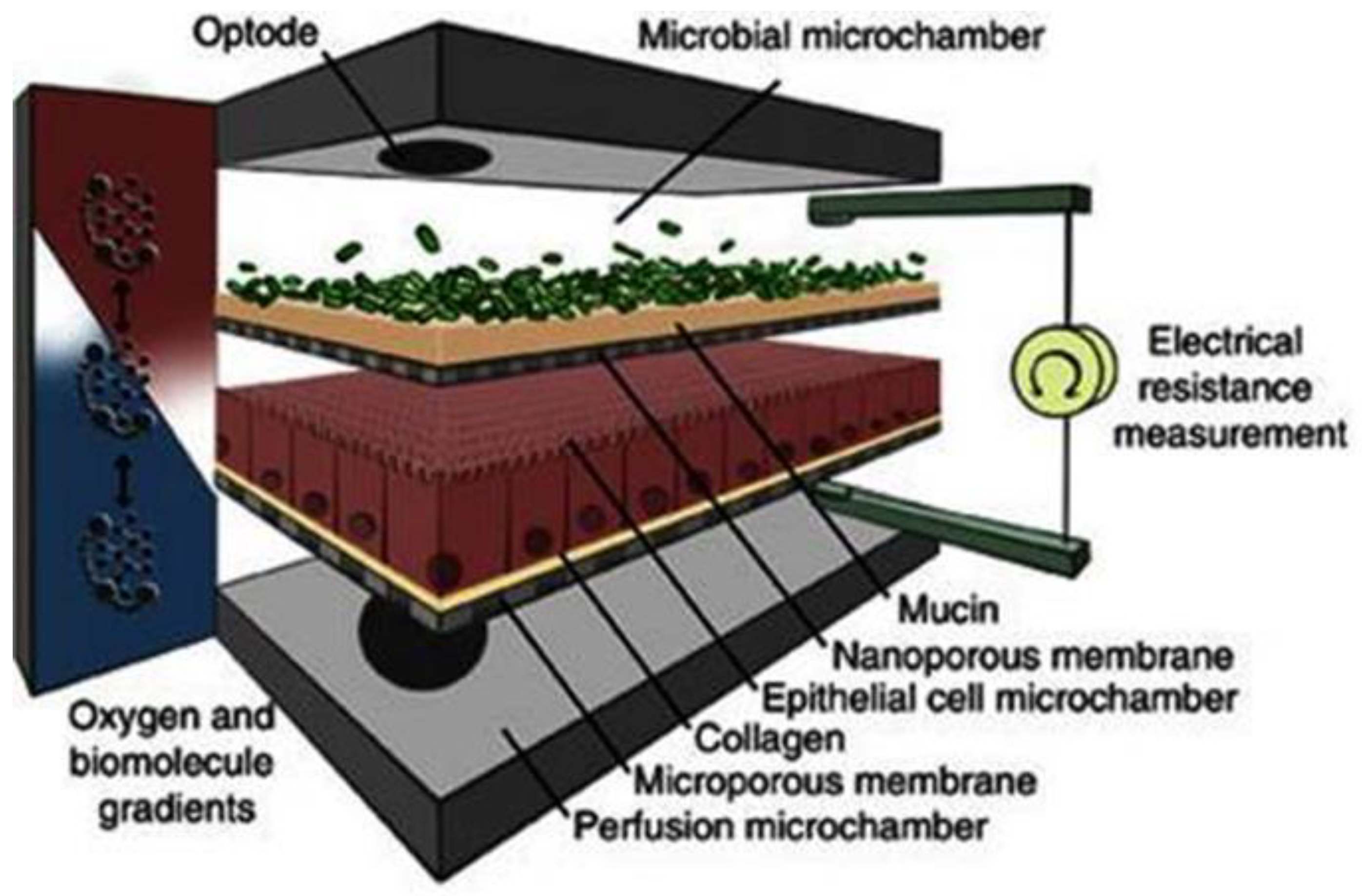 Pharmaceutics 13 00161 g013