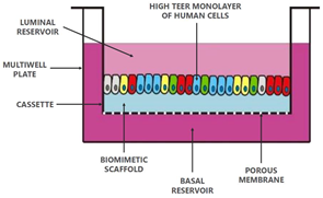 Pharmaceutics 13 00161 i005 Pharmaceutics 13 00161 i005