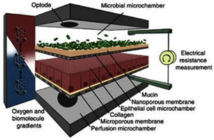 Pharmaceutics 13 00161 i010 Pharmaceutics 13 00161 i010