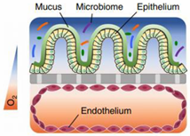 Pharmaceutics 13 00161 i011 Pharmaceutics 13 00161 i011