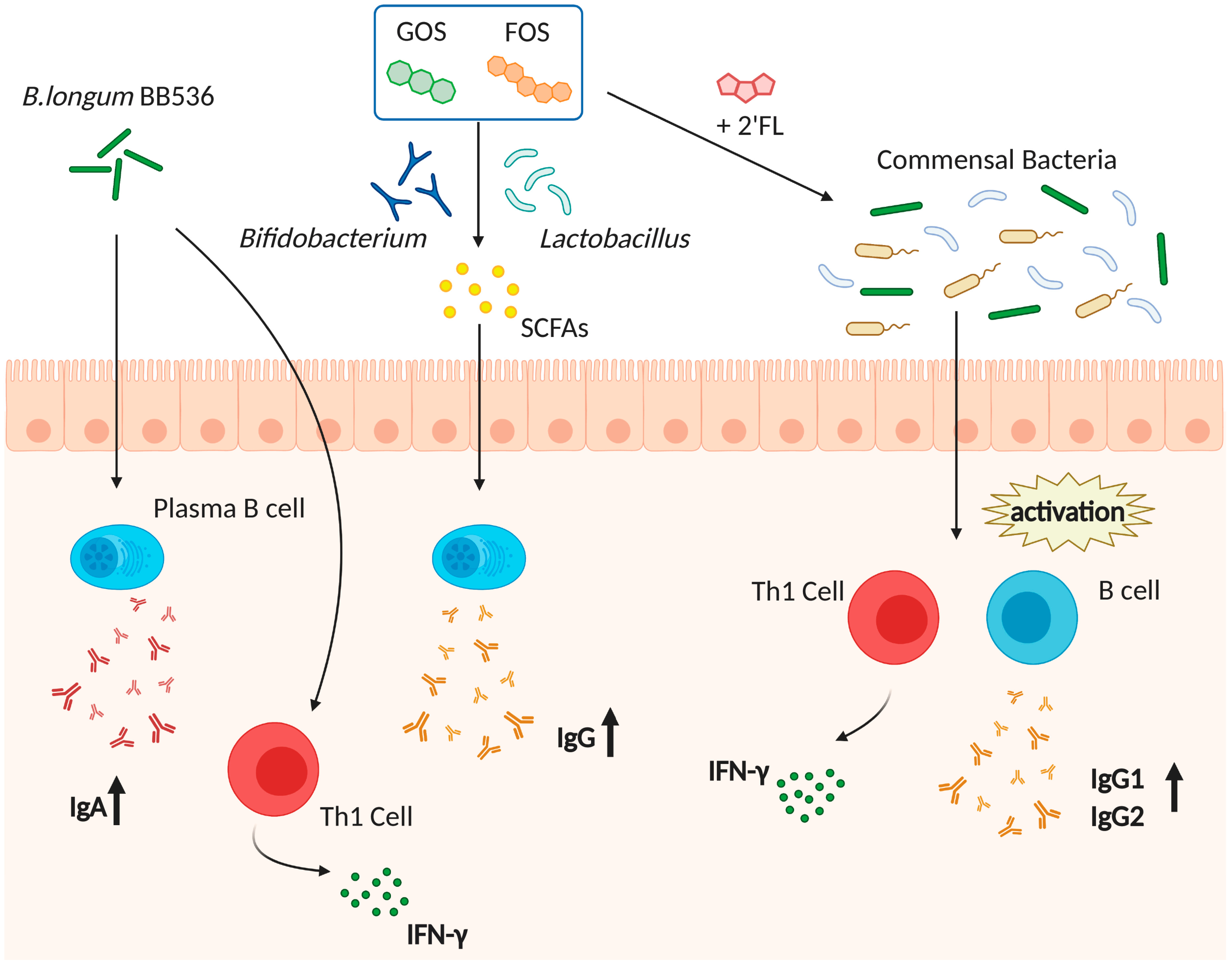 Pharmaceutics 13 00163 g001