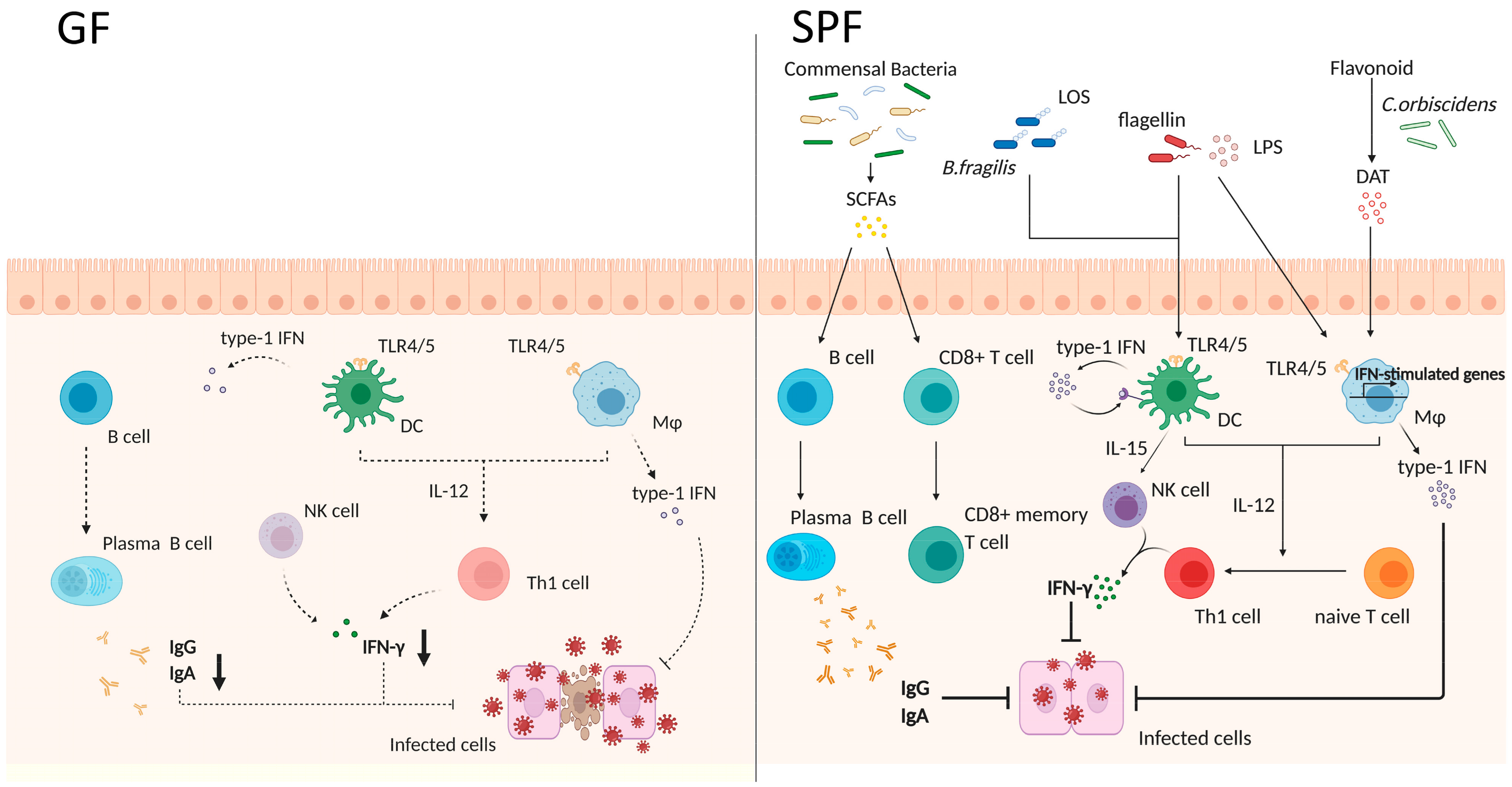 Pharmaceutics 13 00163 g002