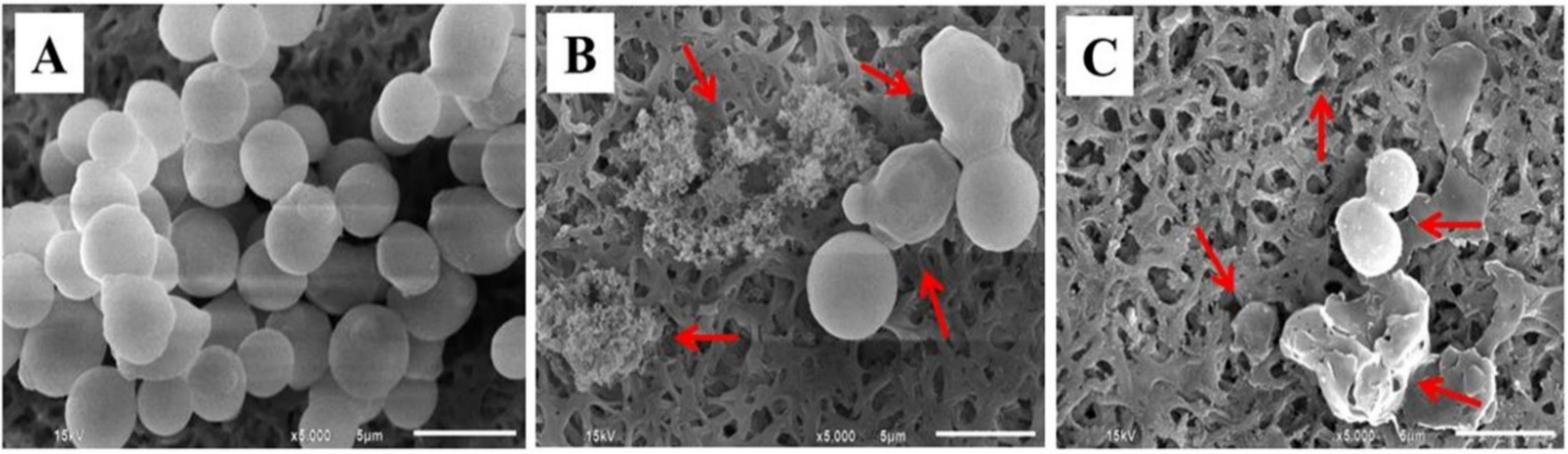 Pharmaceutics 13 00167 g007