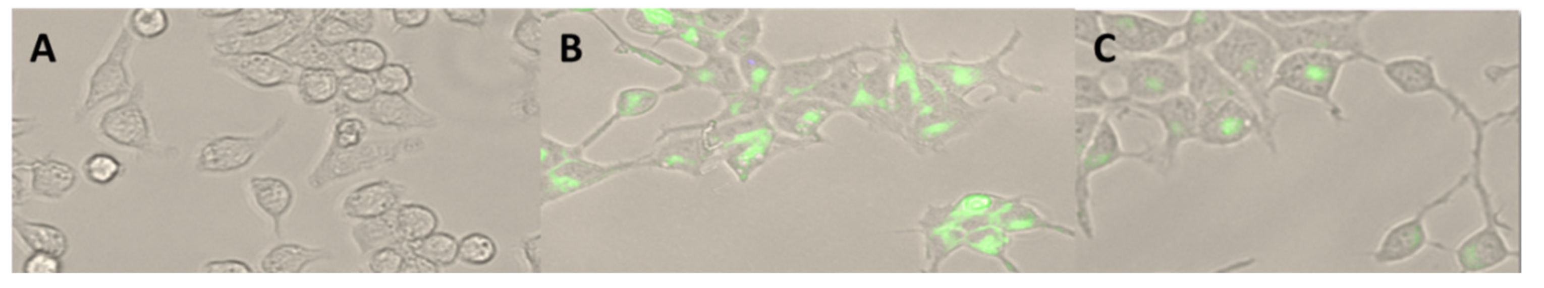 Pharmaceutics 13 00191 g004