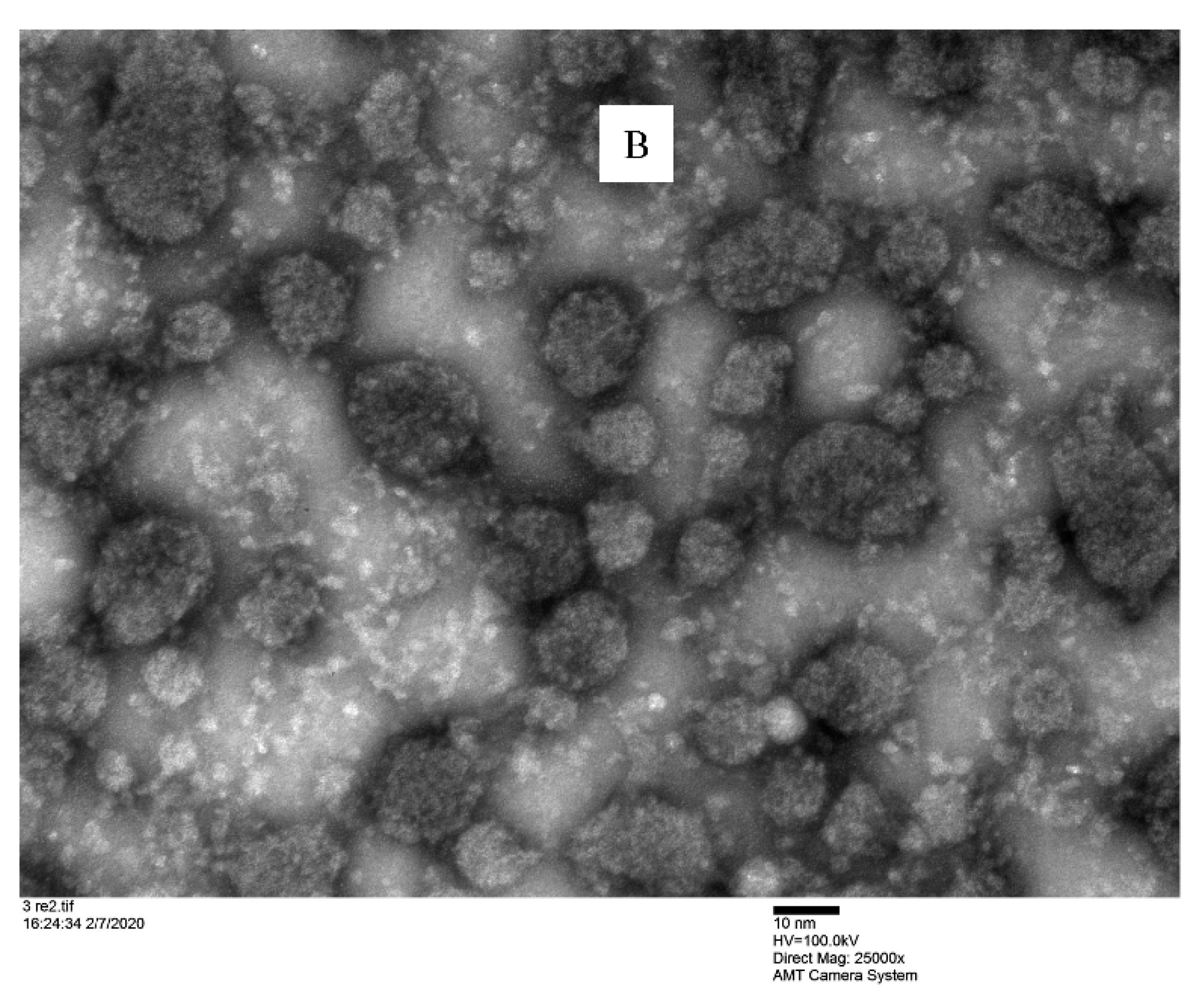 Pharmaceutics 13 00192 g006b