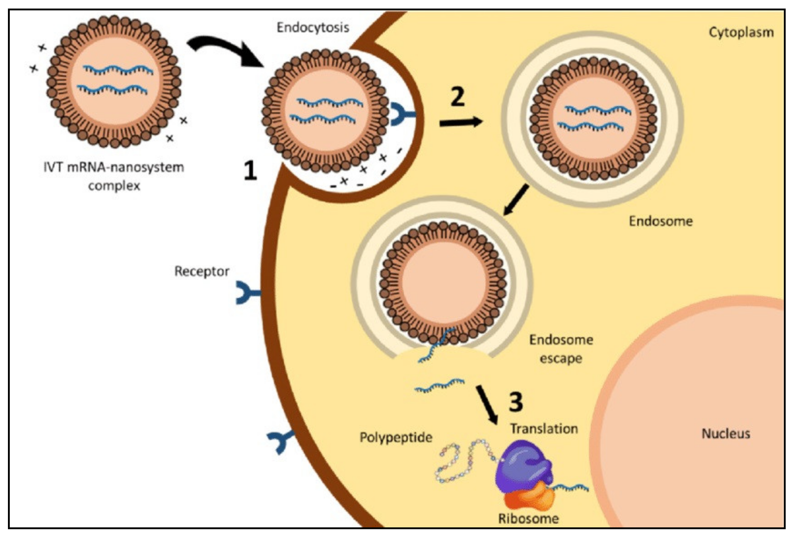 Pharmaceutics 13 00206 g001