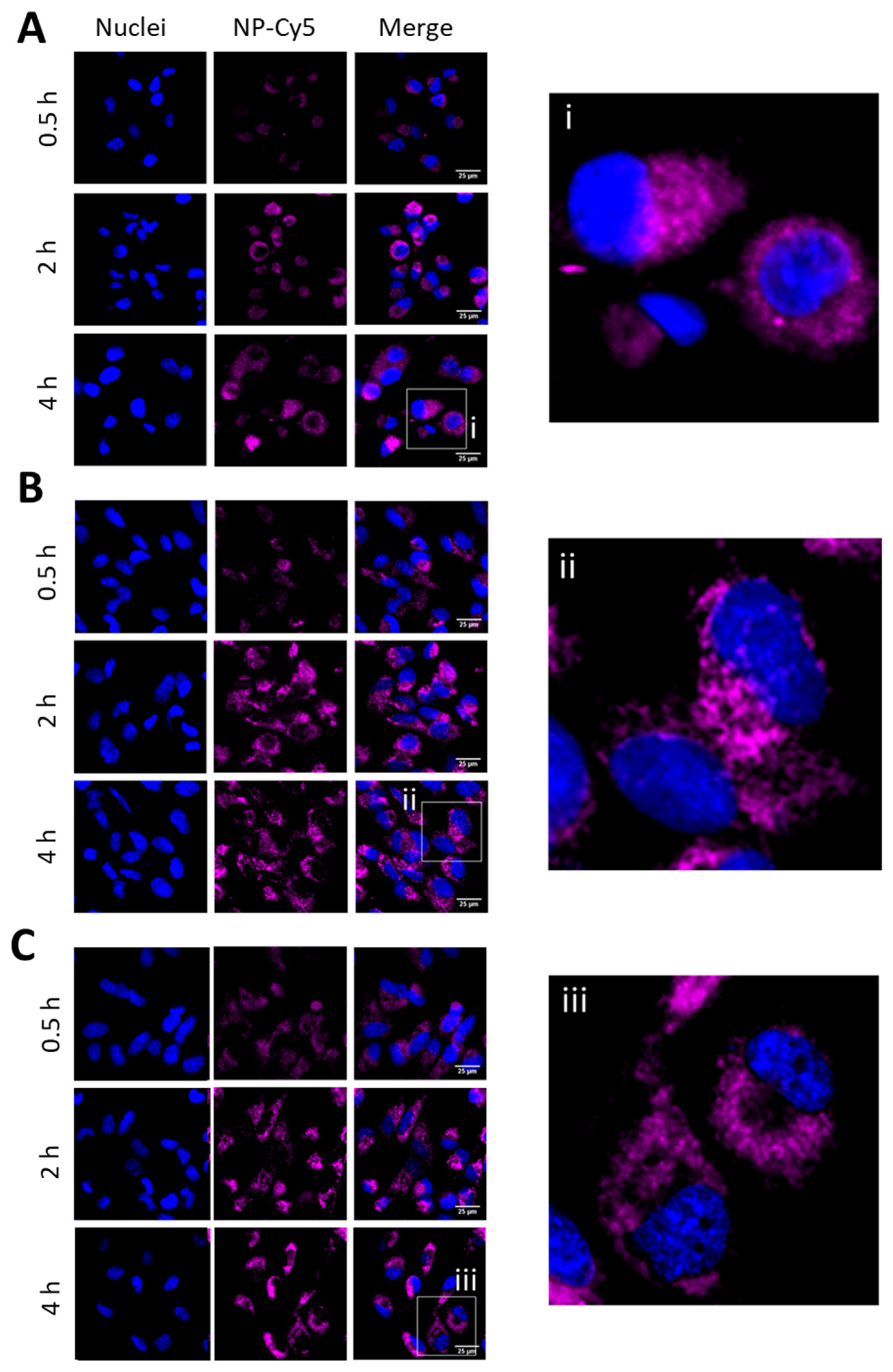 Pharmaceutics 13 00208 g004