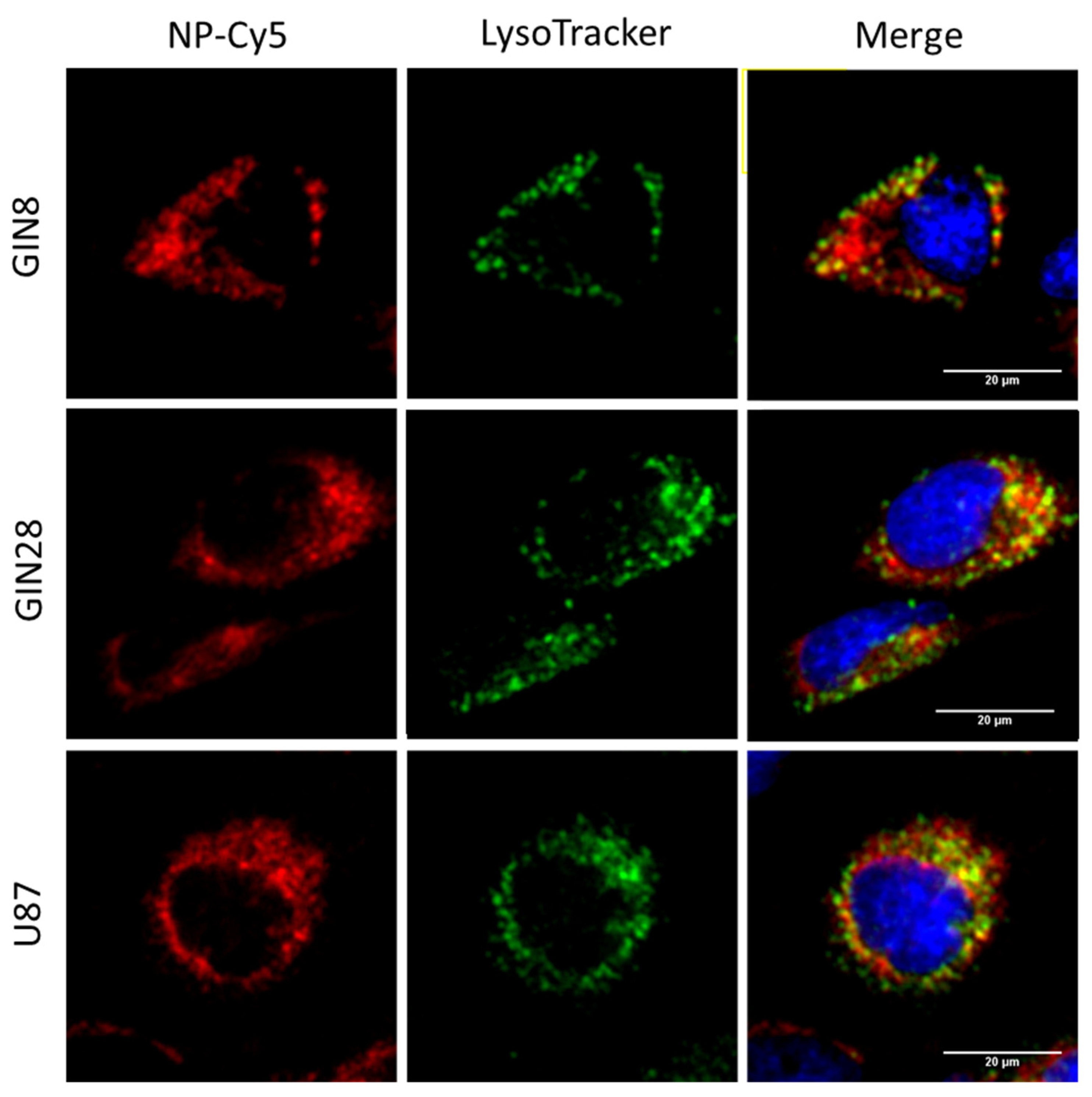 Pharmaceutics 13 00208 g006