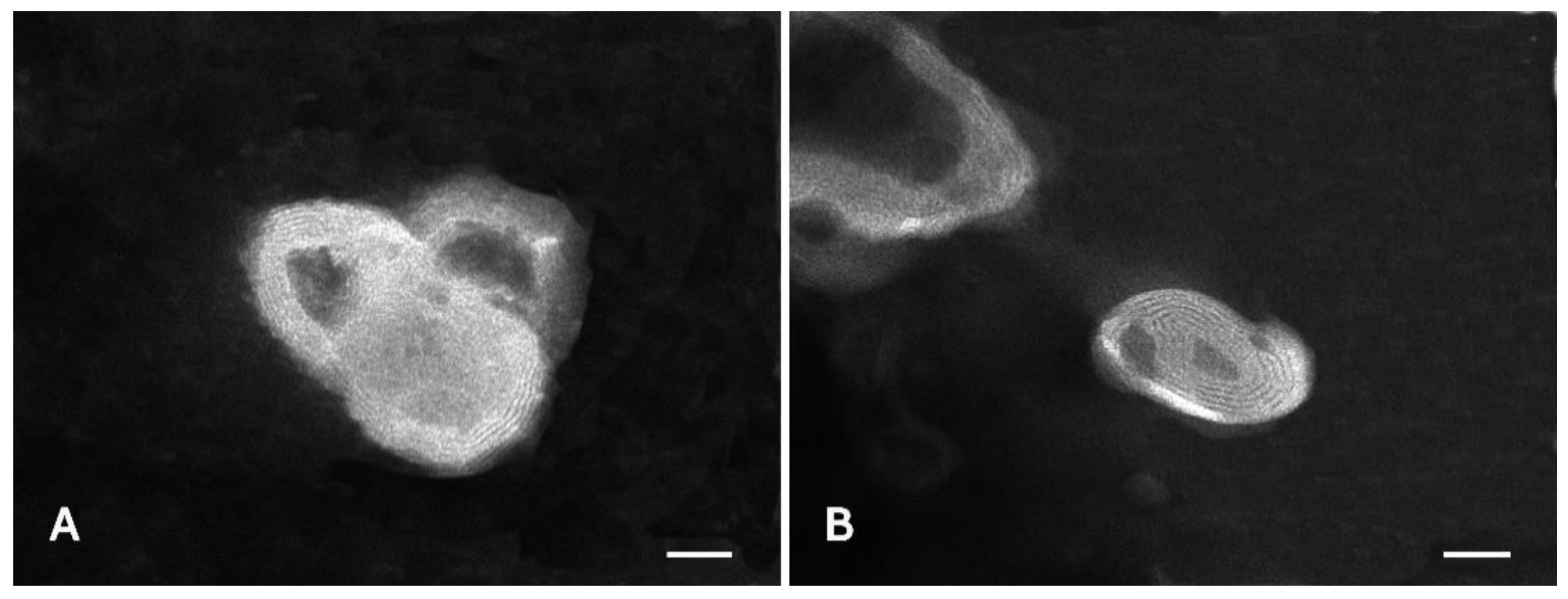 Pharmaceutics 13 00224 g007