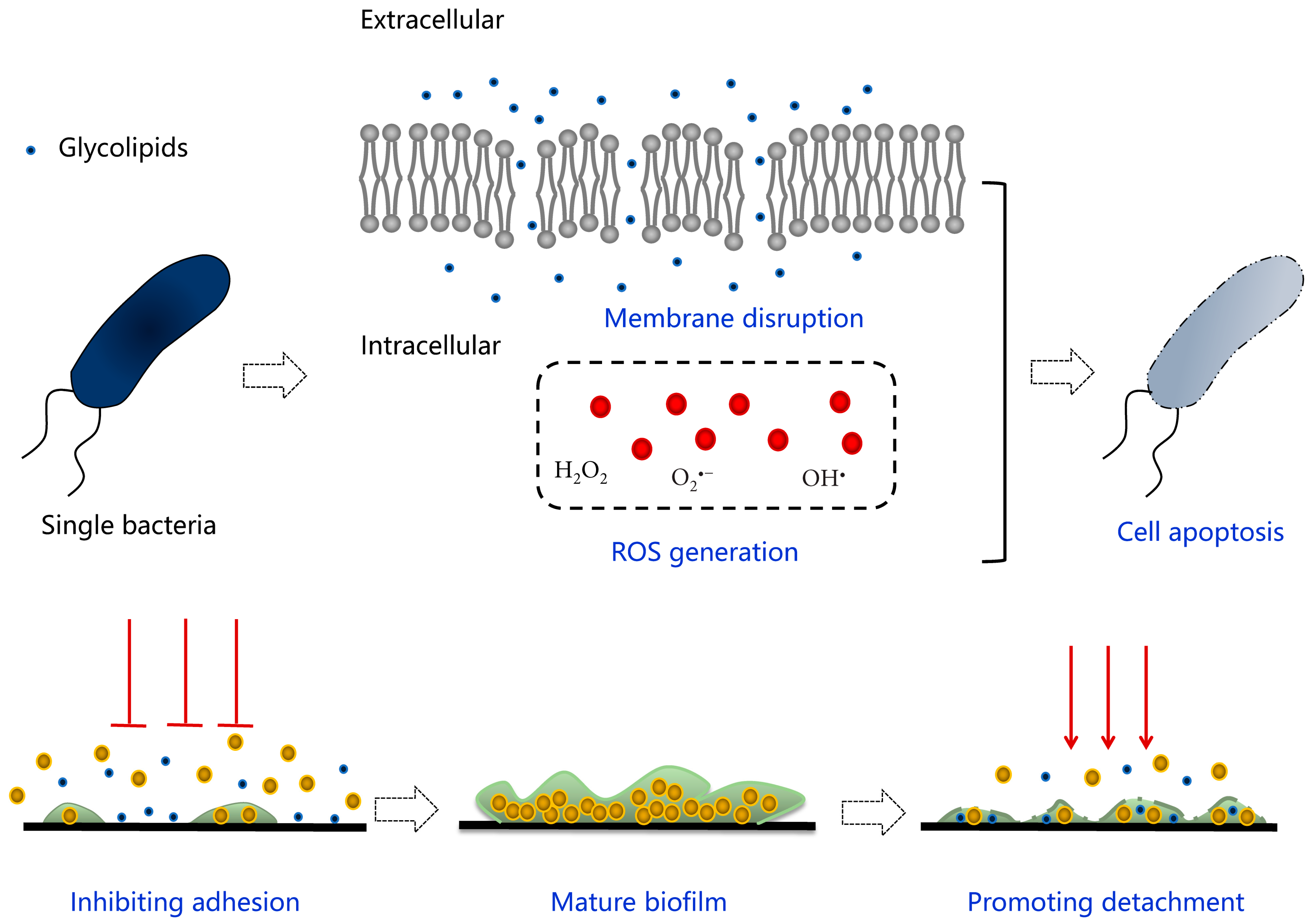 Pharmaceutics 13 00227 g007 Pharmaceutics 13 00227 g007