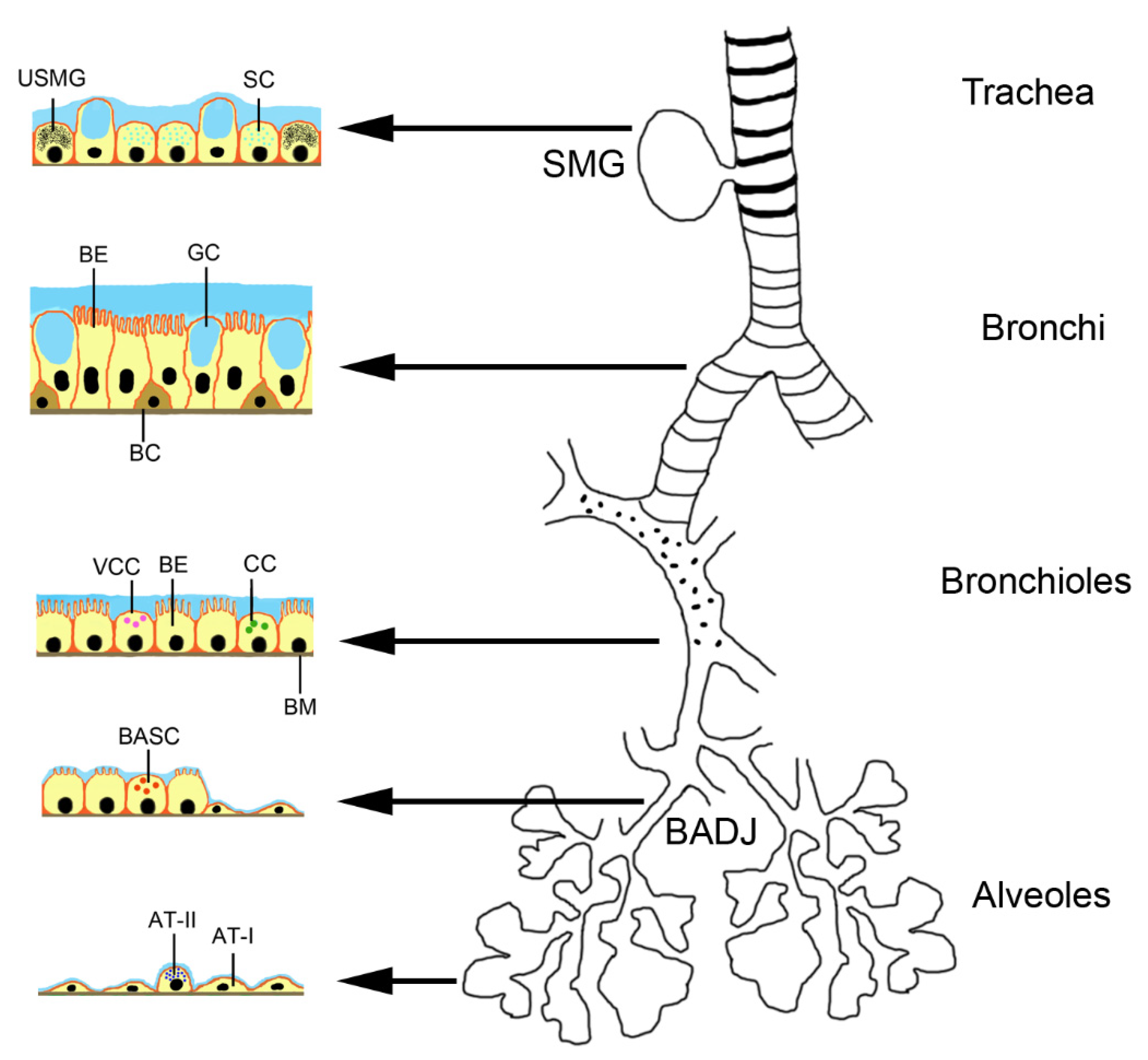 Pharmaceutics 13 00232 g001 Pharmaceutics 13 00232 g001
