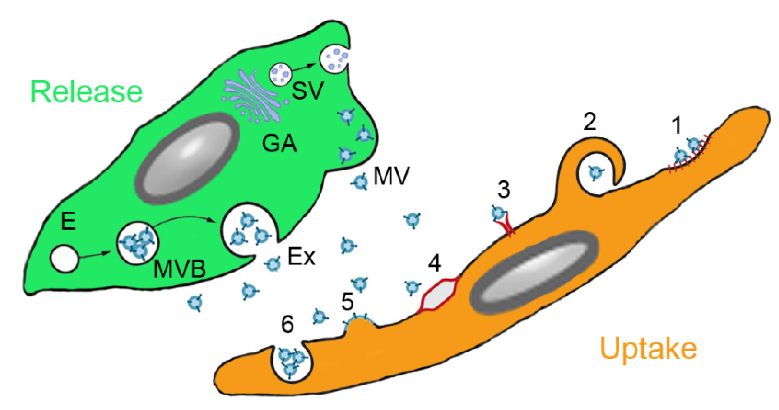 Pharmaceutics 13 00232 g002 Pharmaceutics 13 00232 g002