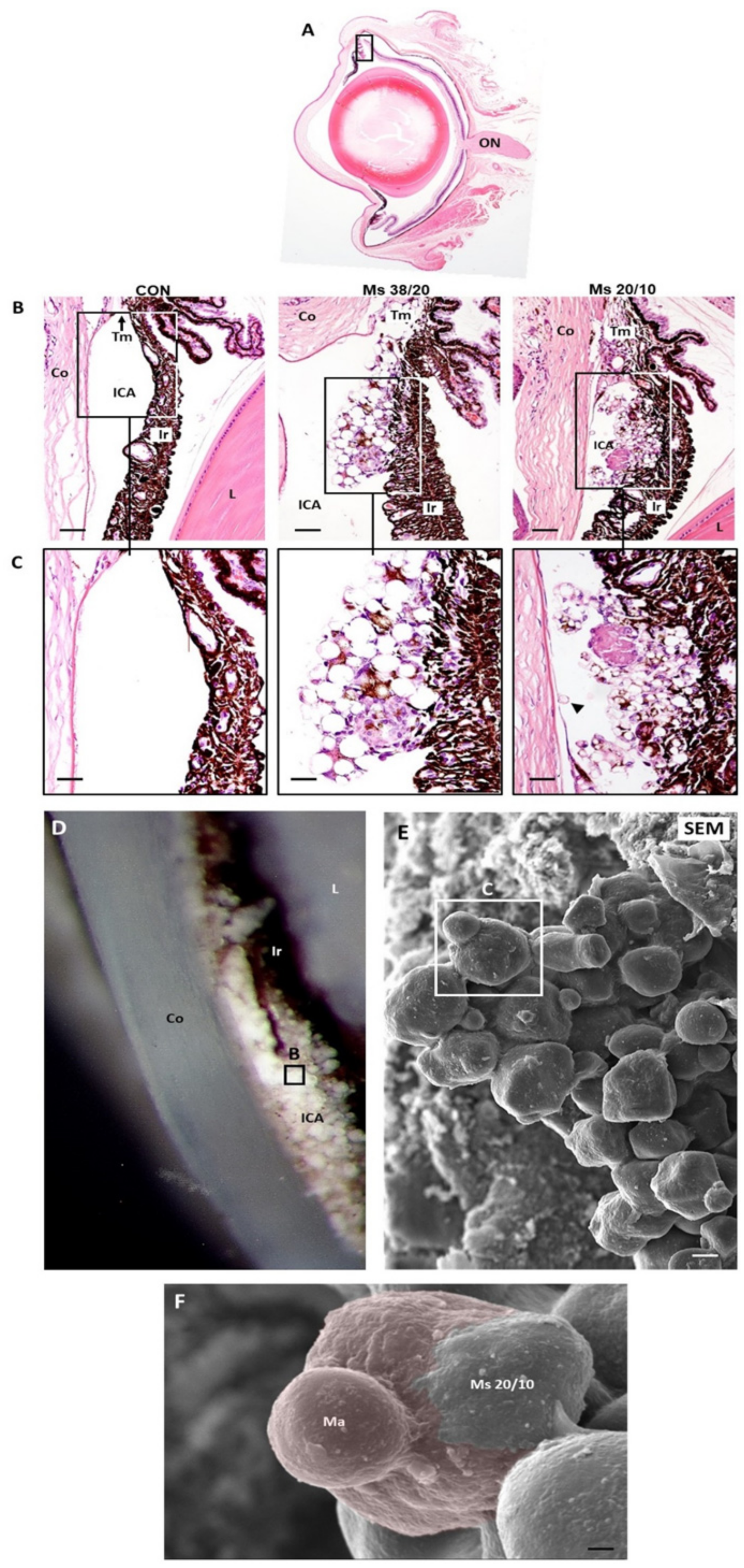 Pharmaceutics 13 00237 g002