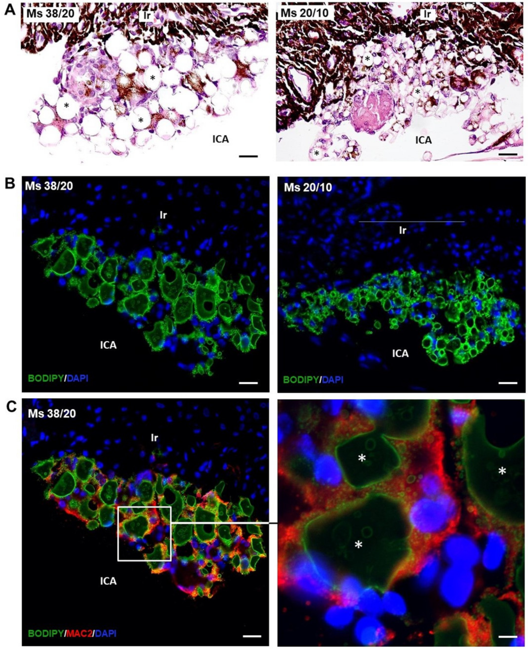 Pharmaceutics 13 00237 g003
