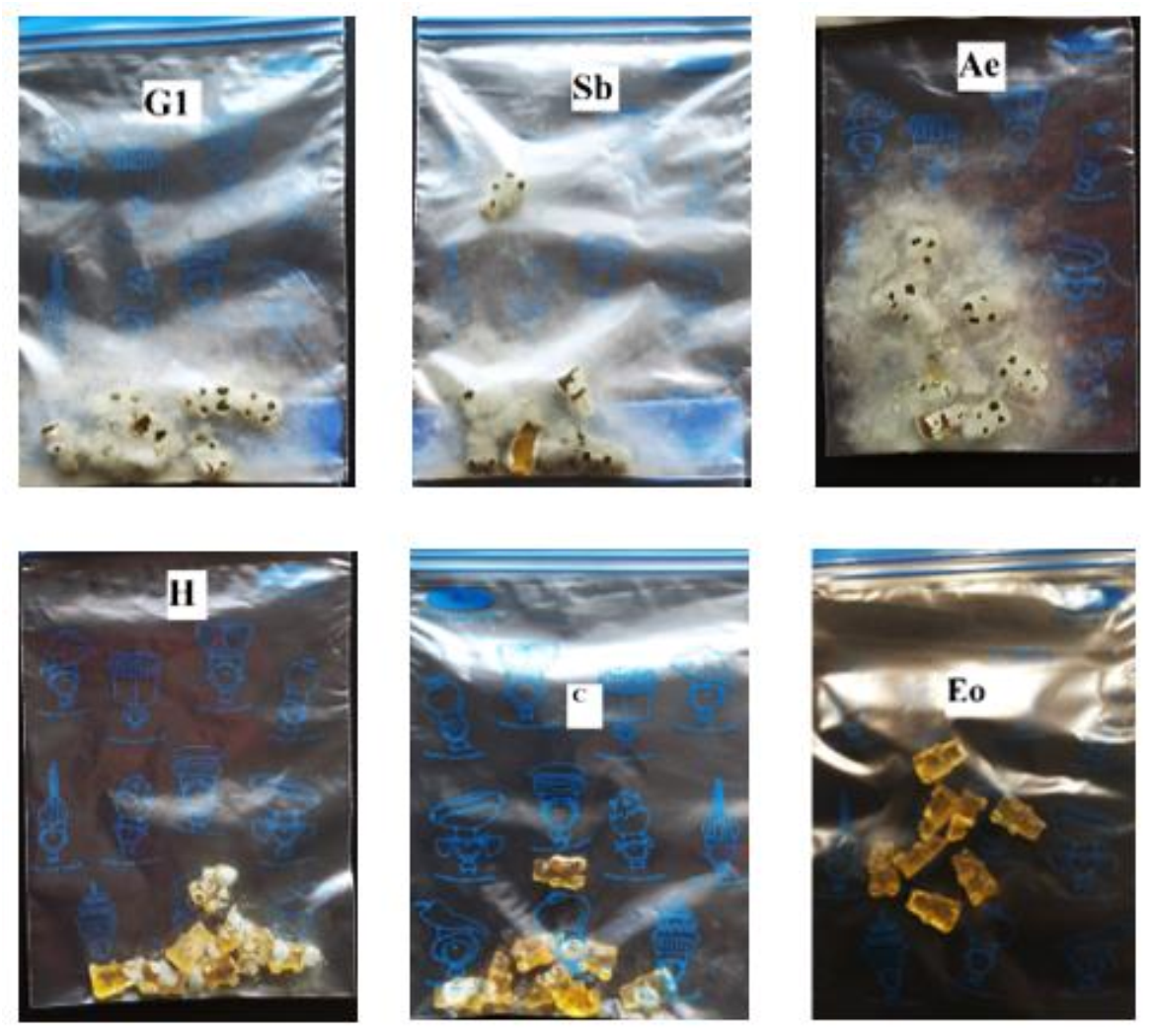 Pharmaceutics 13 00238 g003