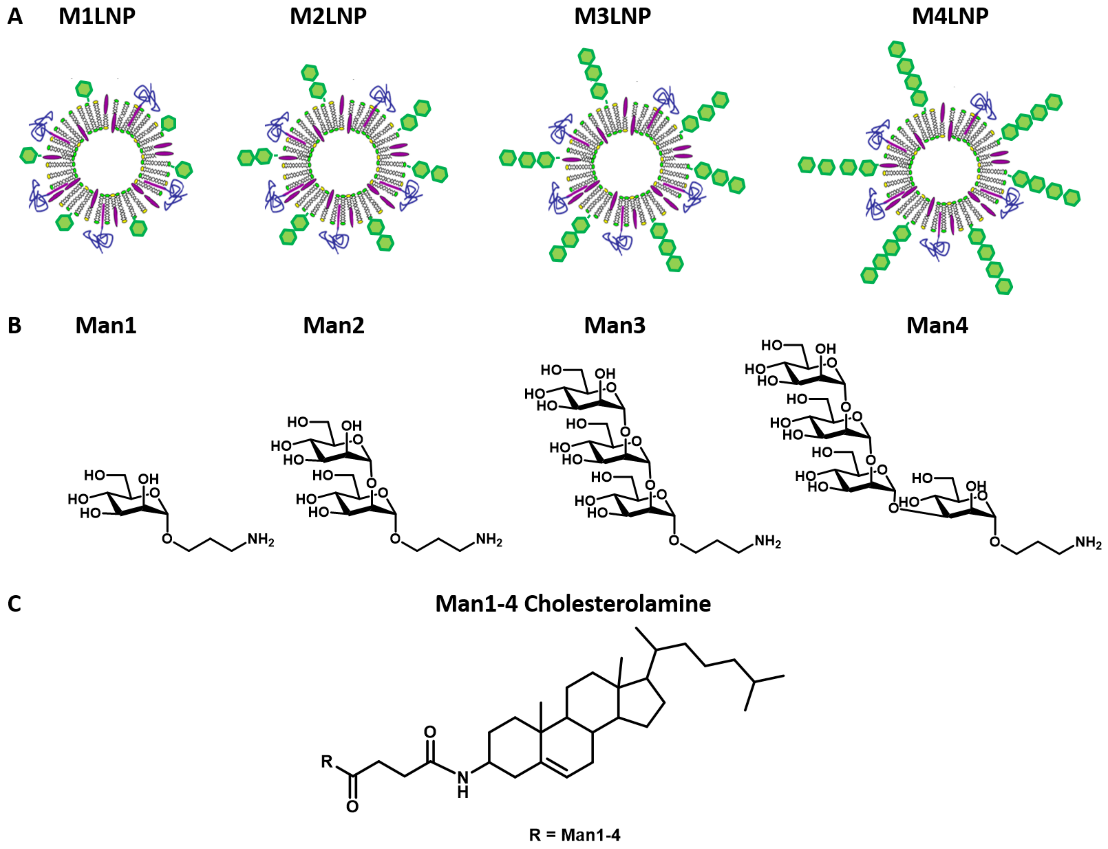Pharmaceutics 13 00240 g001