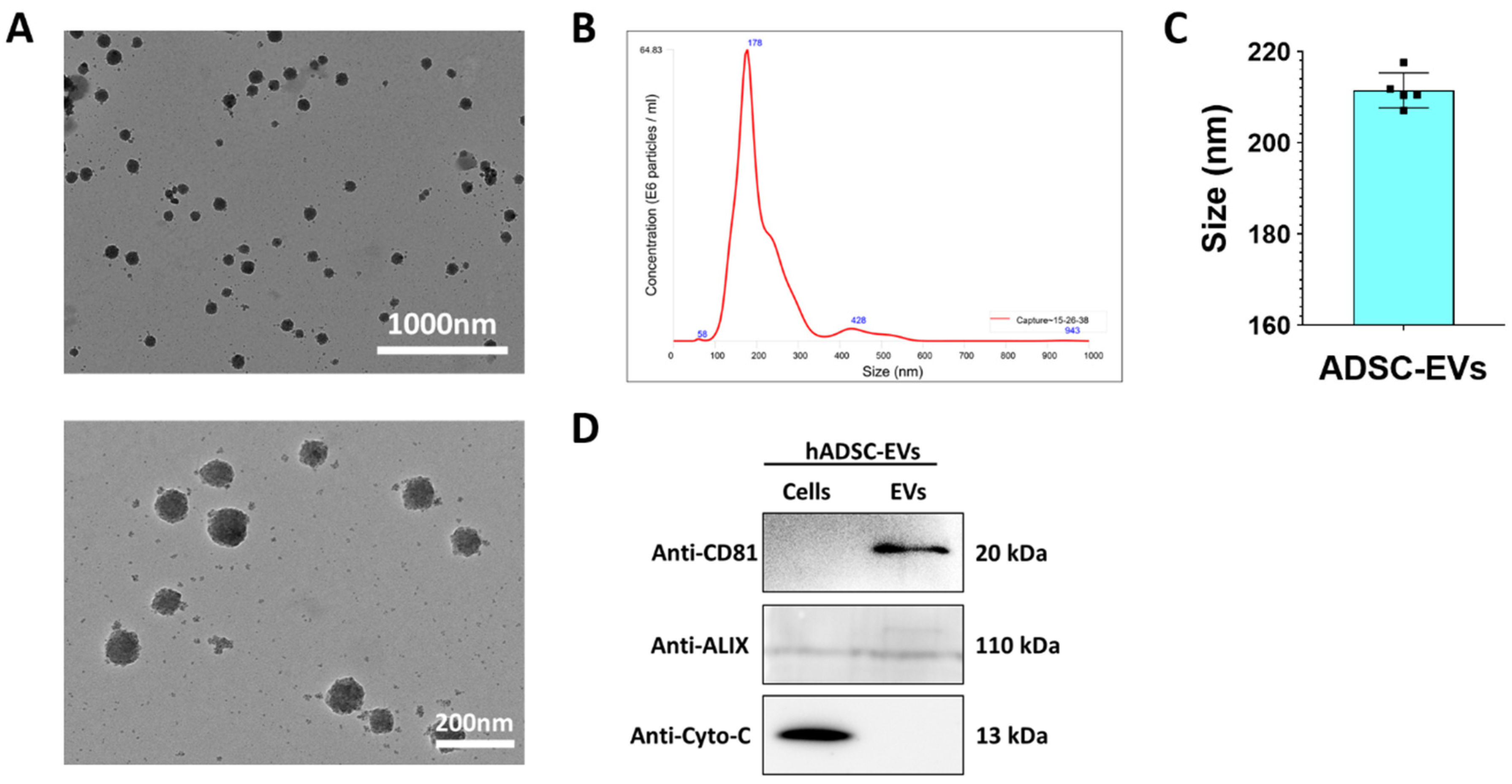 Pharmaceutics 13 00248 g002