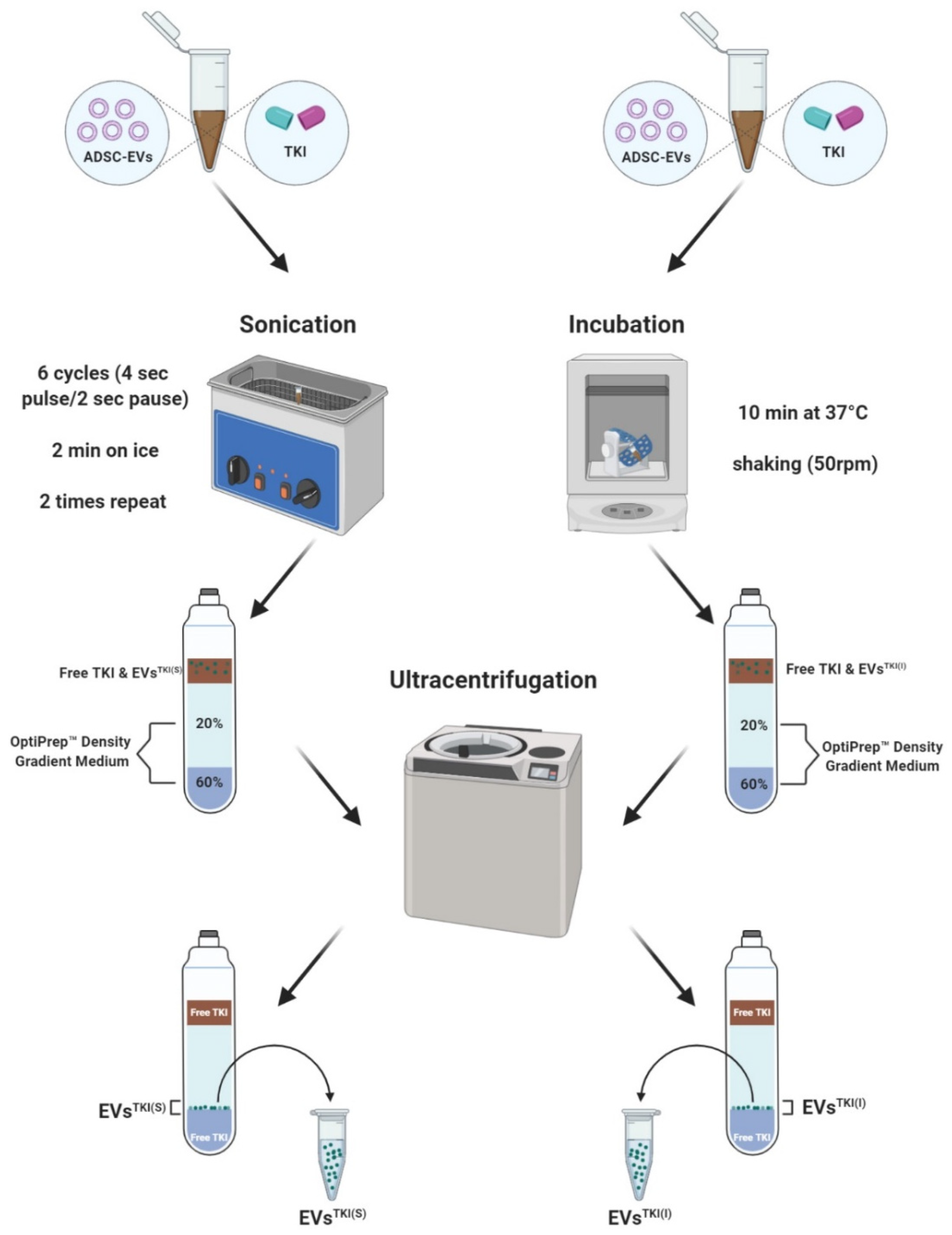 Pharmaceutics 13 00248 g003