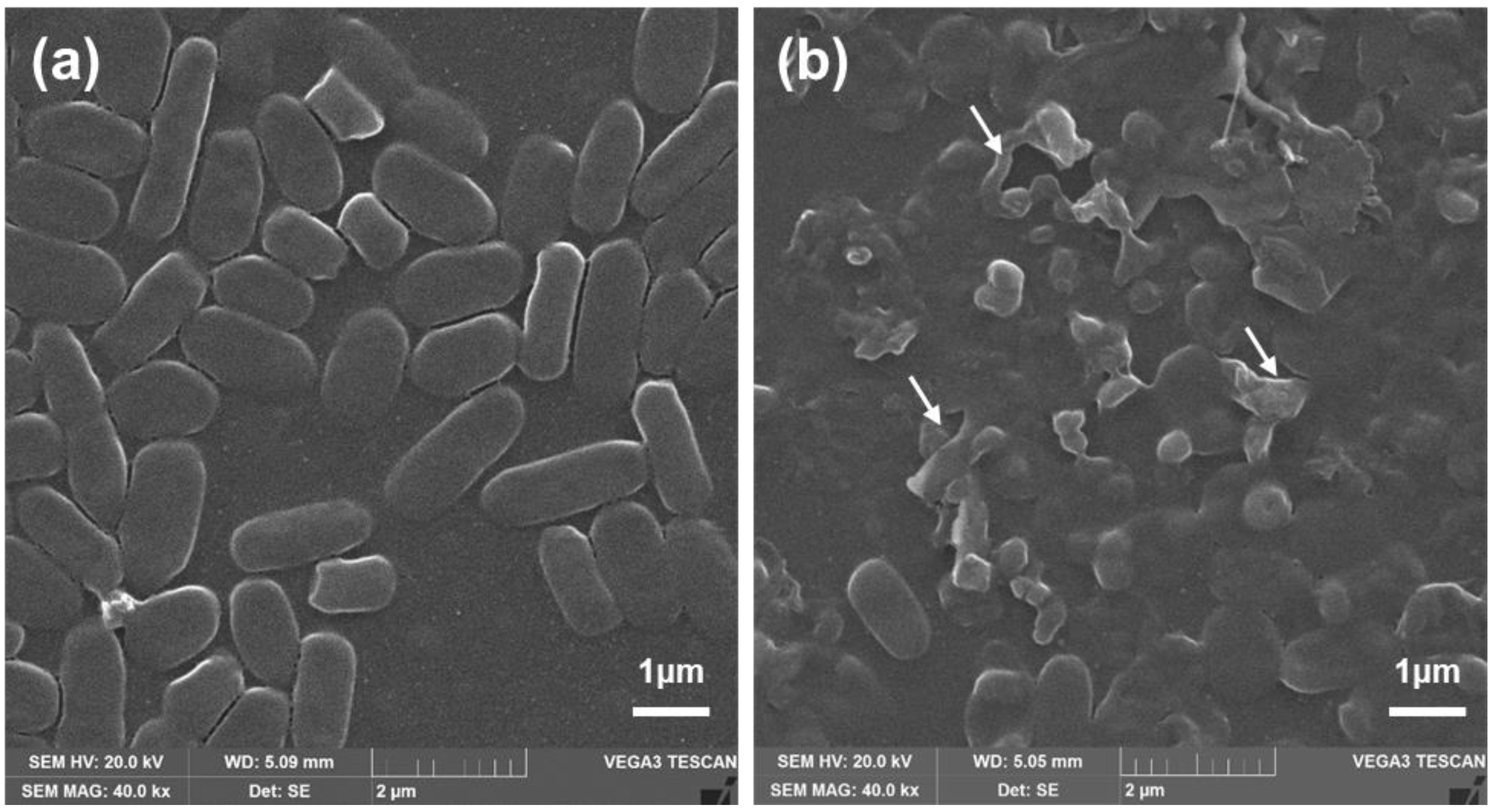 Pharmaceutics 13 00250 g003
