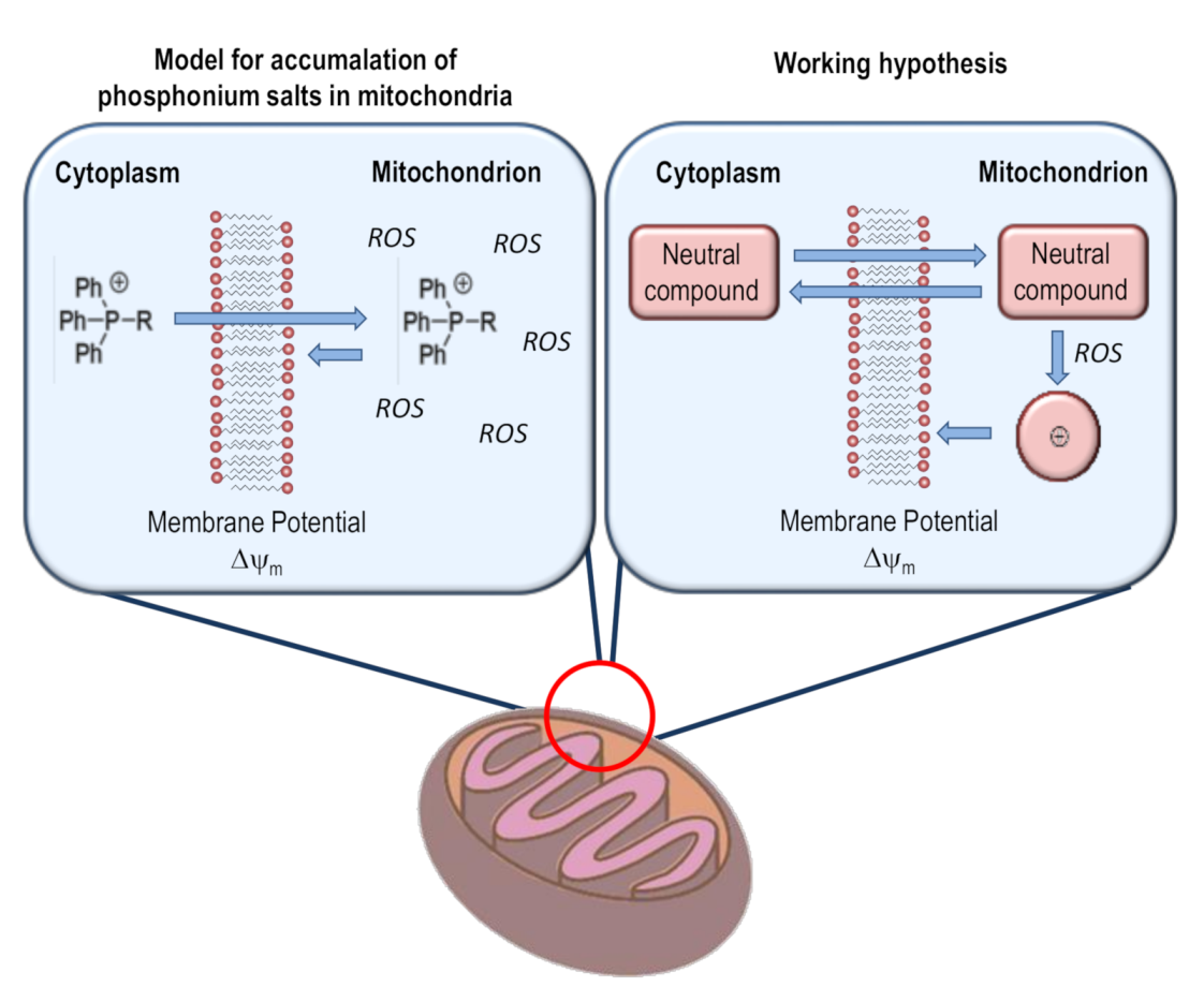 Pharmaceutics 13 00254 sch001 Pharmaceutics 13 00254 sch001