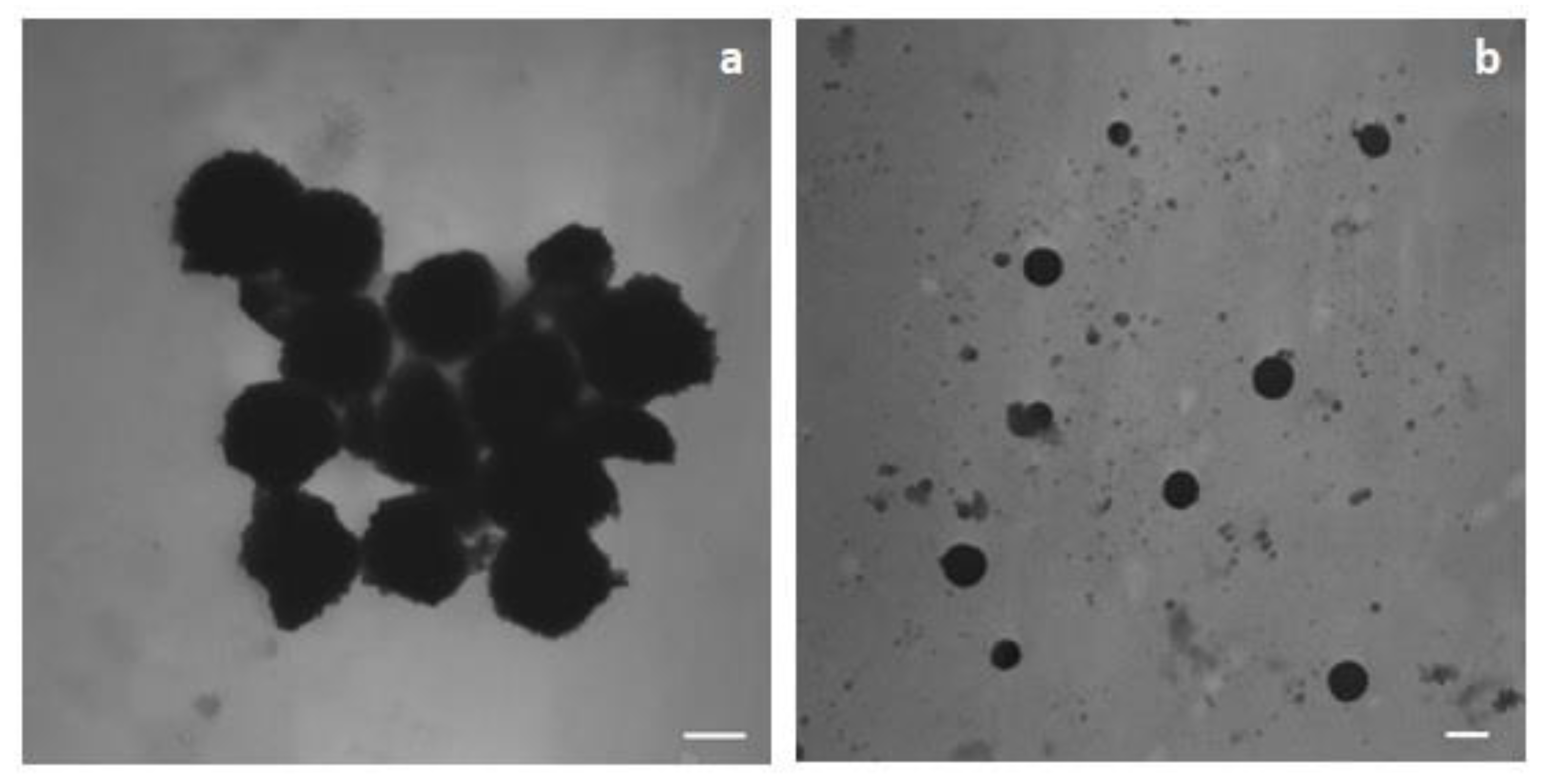 Pharmaceutics 13 00267 g003