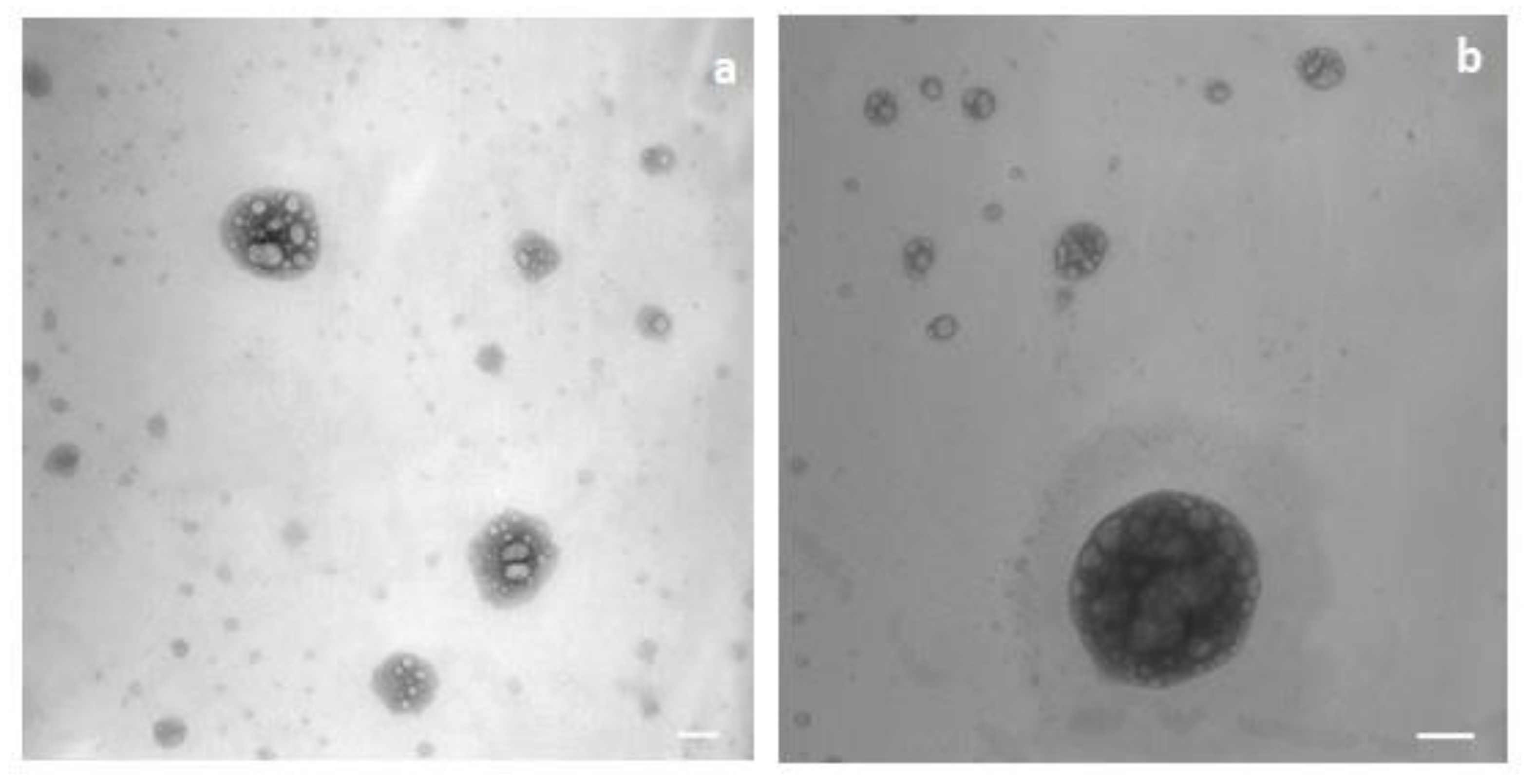 Pharmaceutics 13 00267 g005