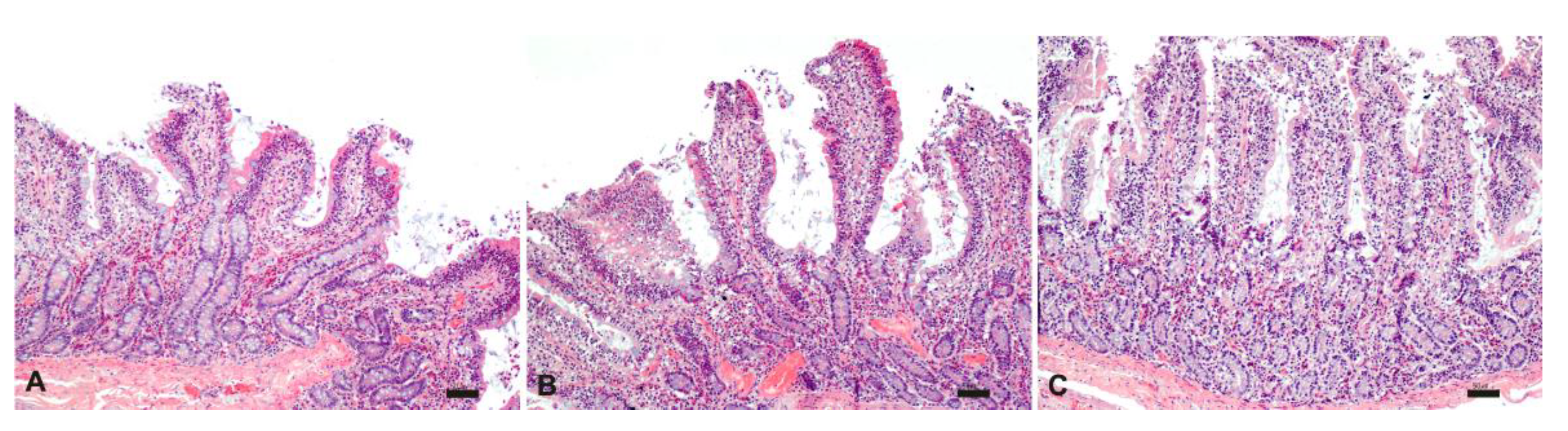 Pharmaceutics 13 00267 g007