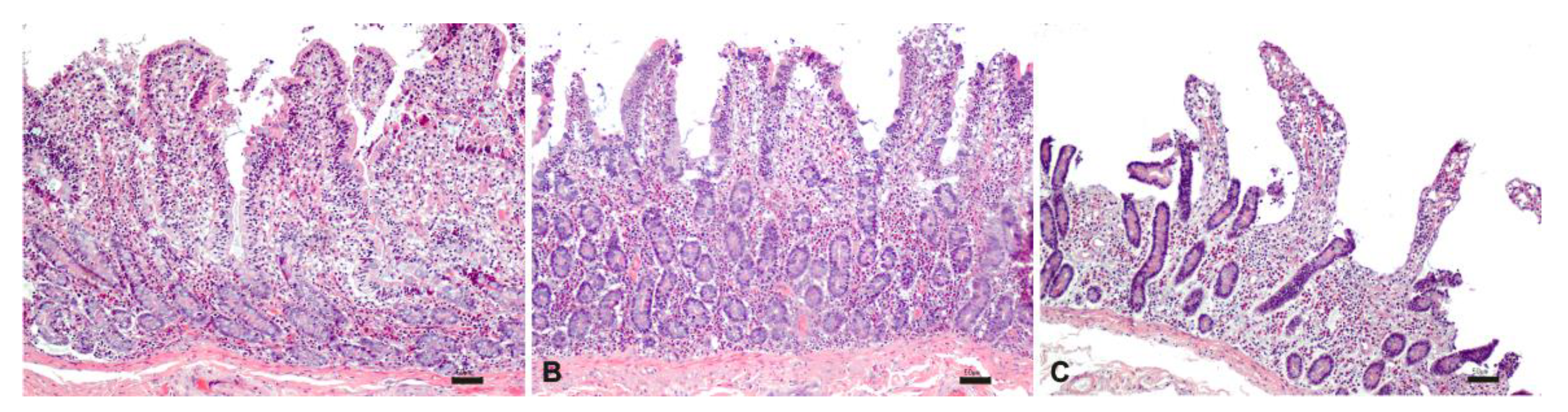 Pharmaceutics 13 00267 g008