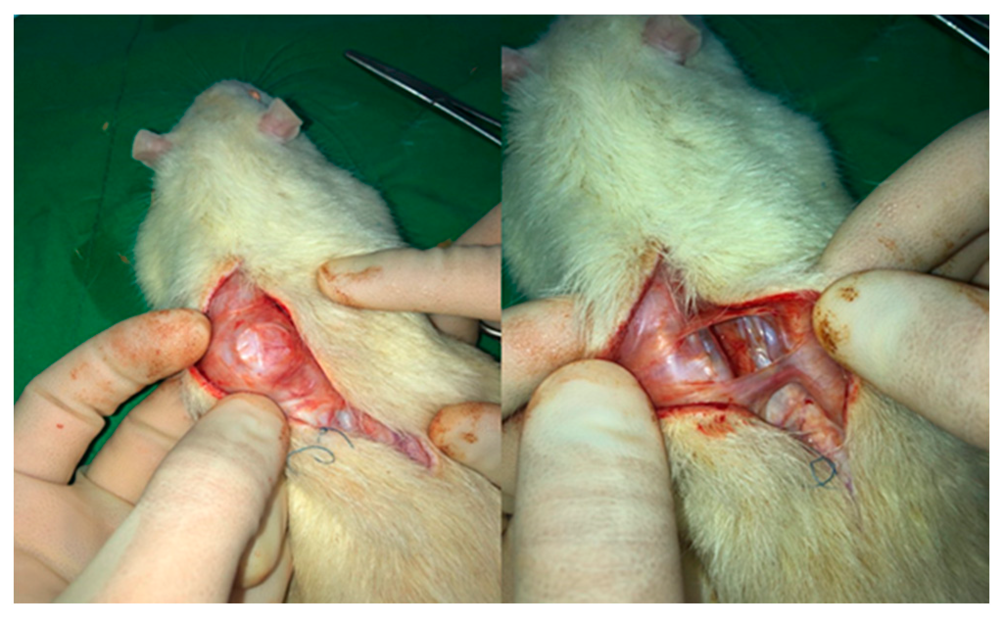 Pharmaceutics 13 00269 g009 Pharmaceutics 13 00269 g009