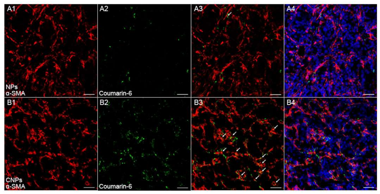 Pharmaceutics 13 00274 g007