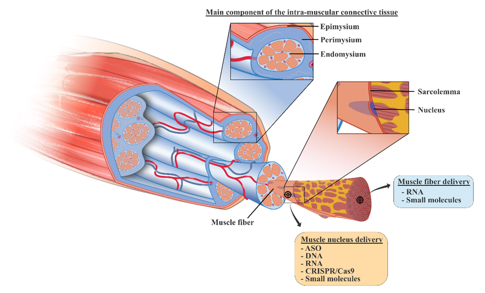Pharmaceutics 13 00278 g002