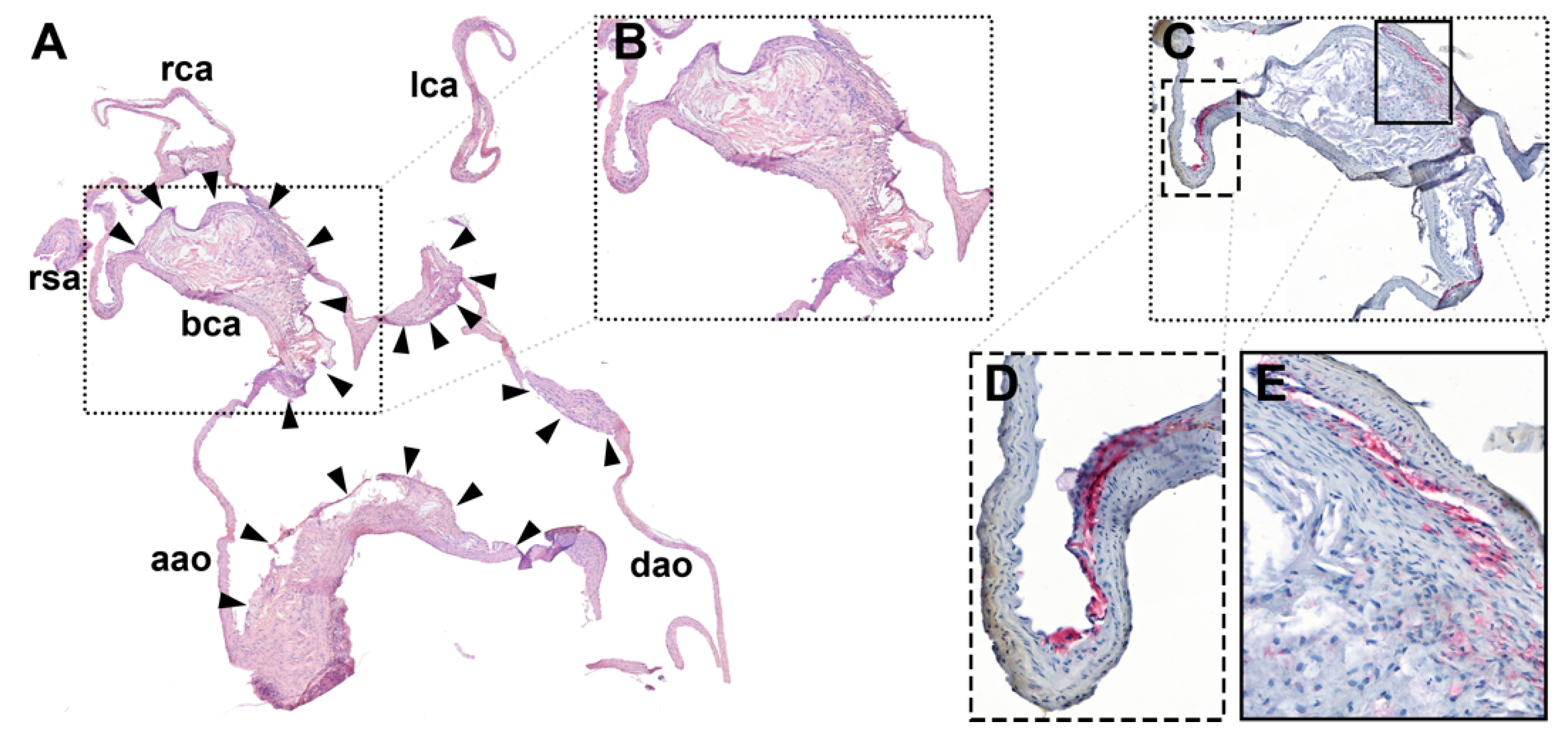 Pharmaceutics 13 00279 g006